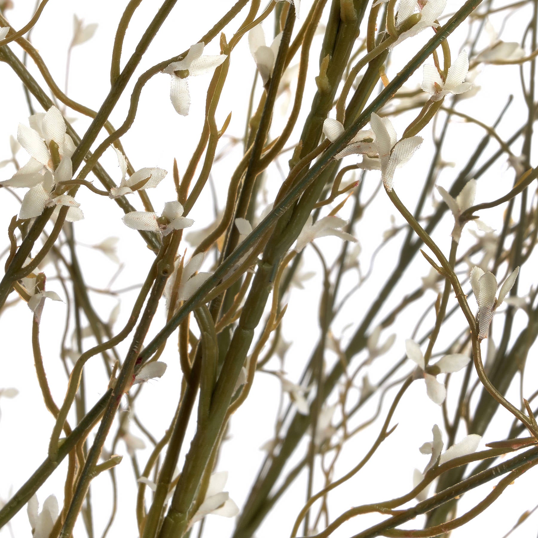 White Willow Stem