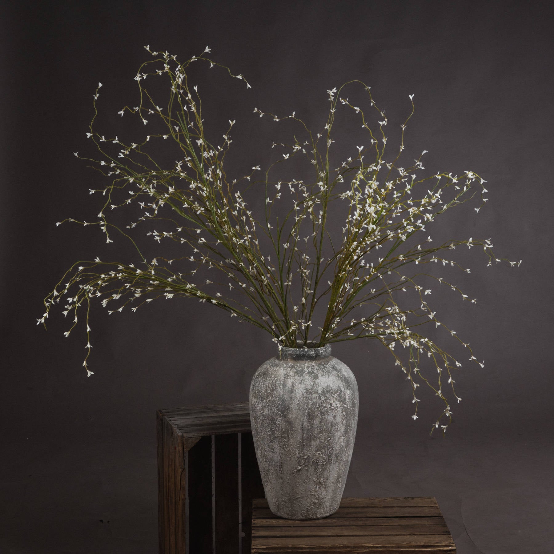 White Willow Stem