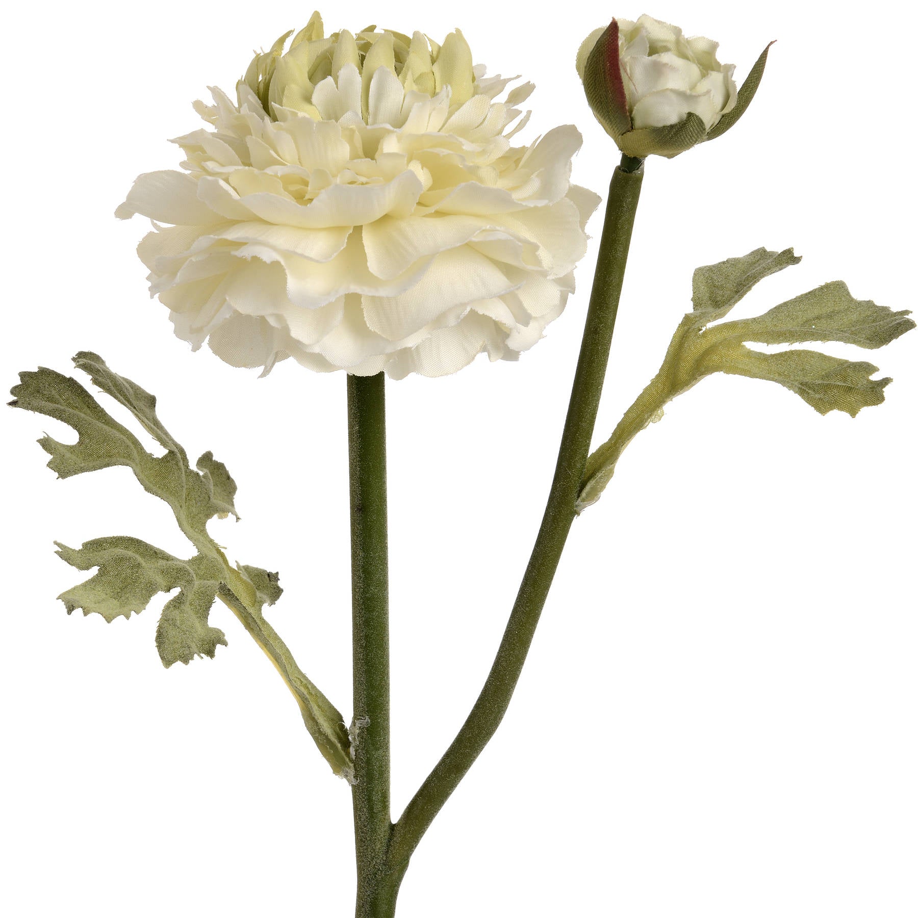Green Ranunculus Stem