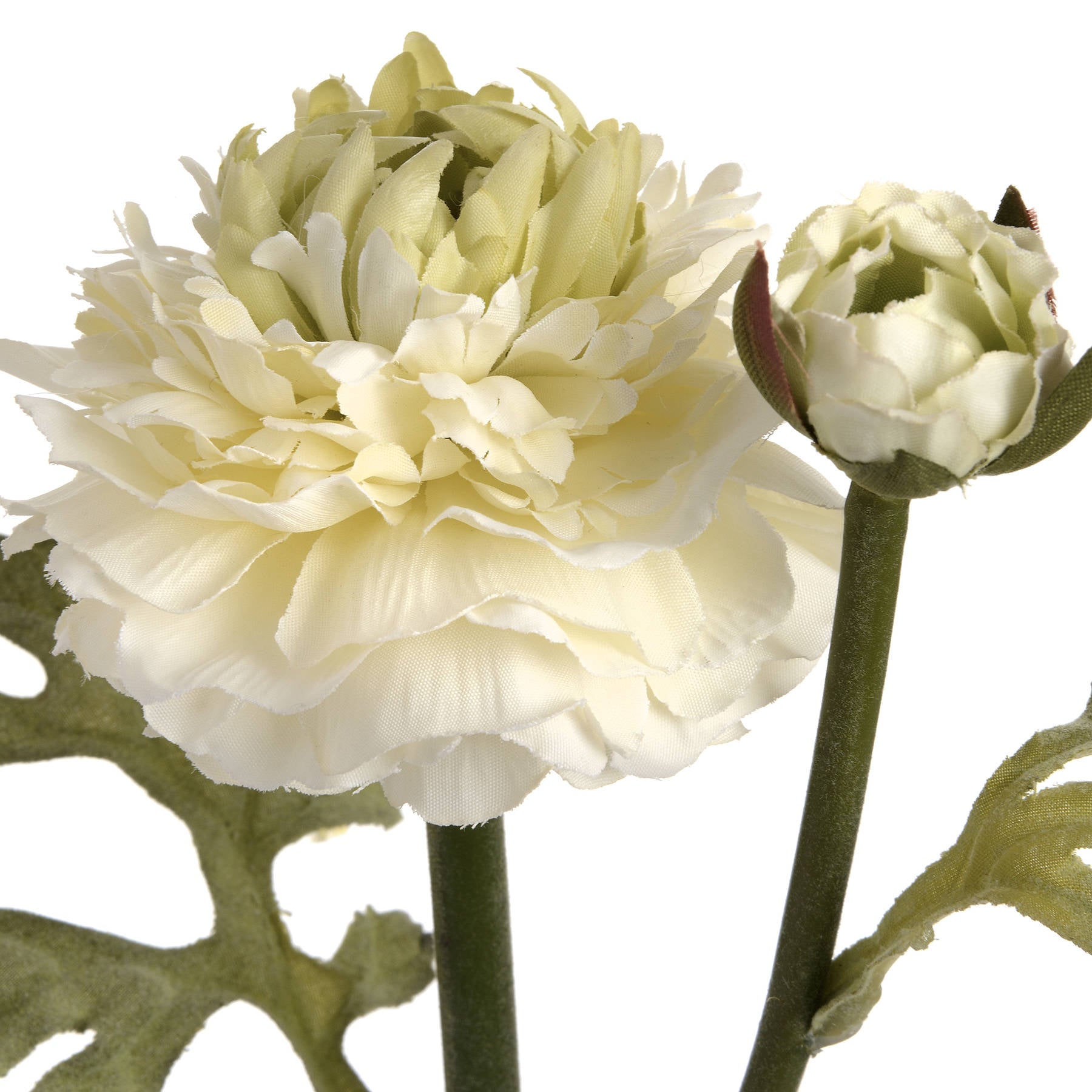 Green Ranunculus Stem
