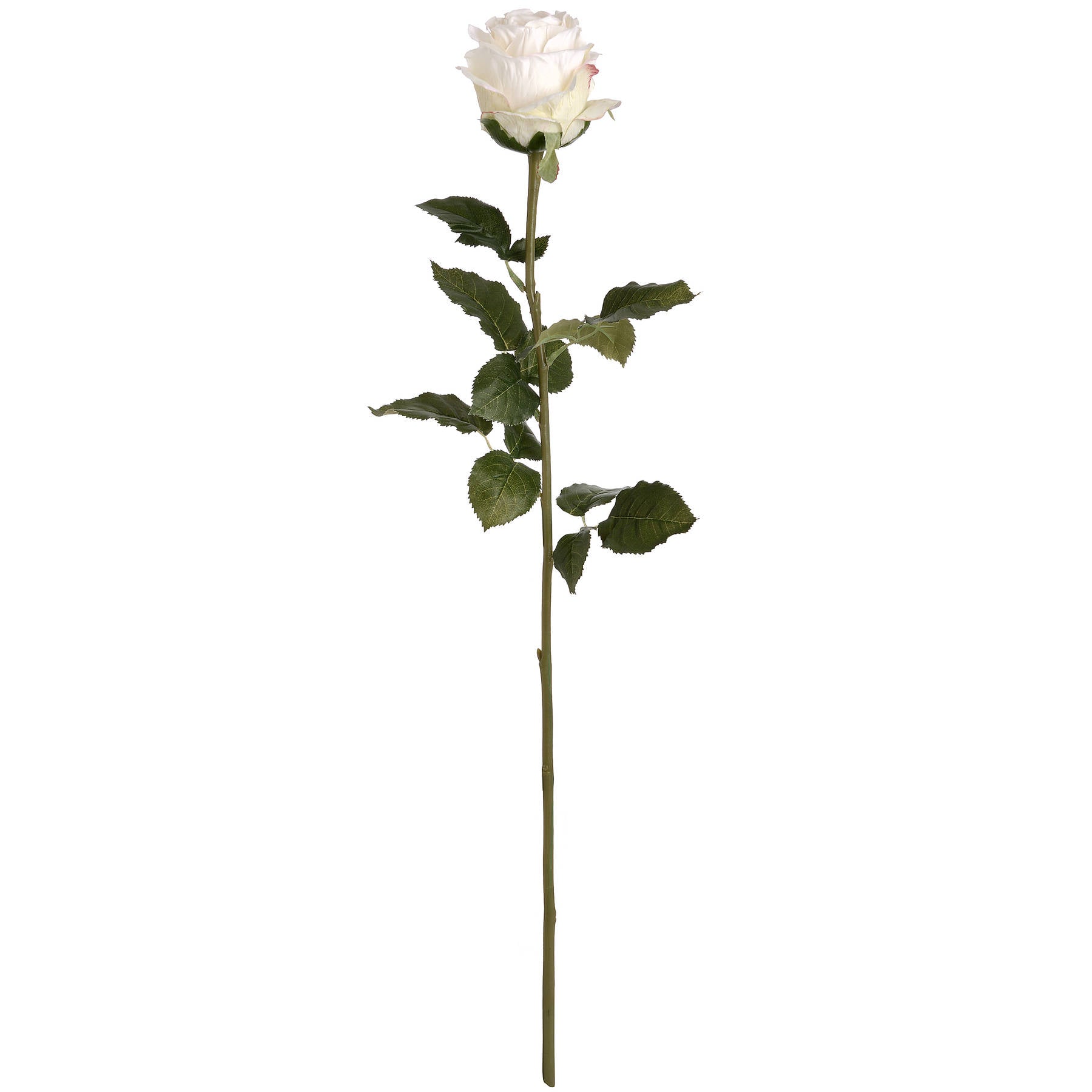 Classic White Rose Stem
