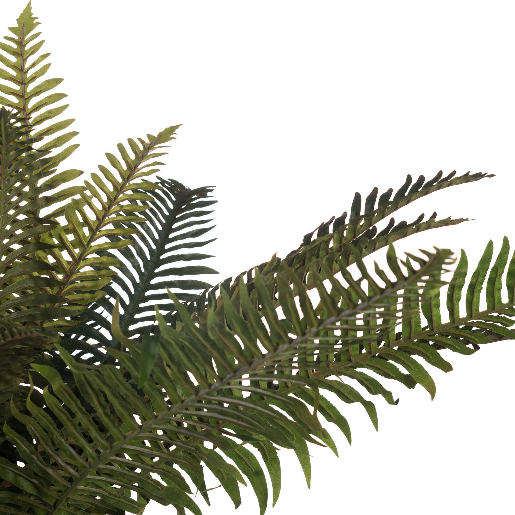 Evergreen Fern Bunch