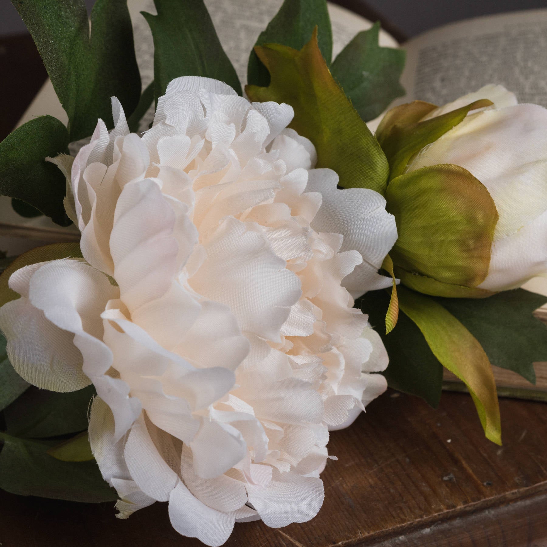 White Peony Bloom Stem