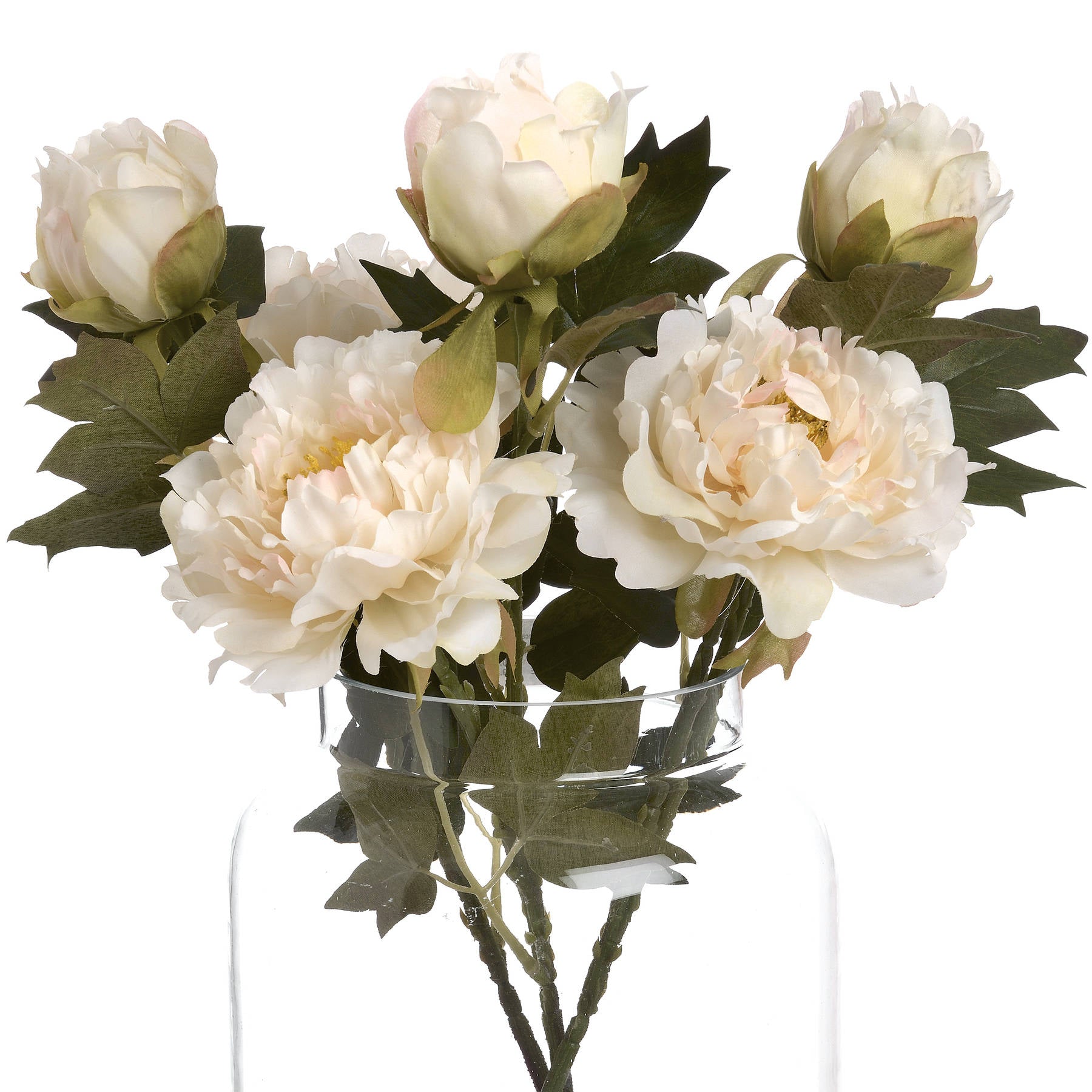 White Peony Bloom Stem