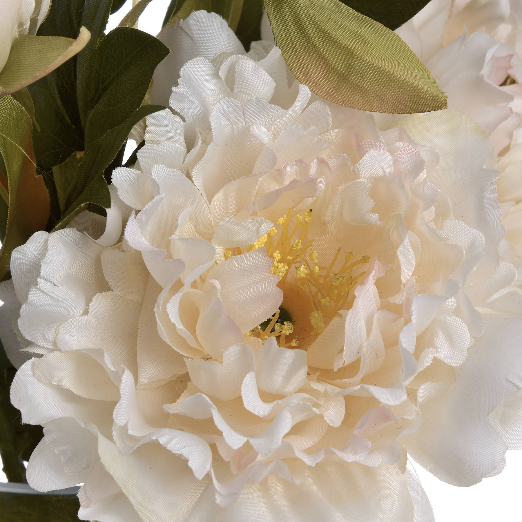 White Peony Bloom Stem