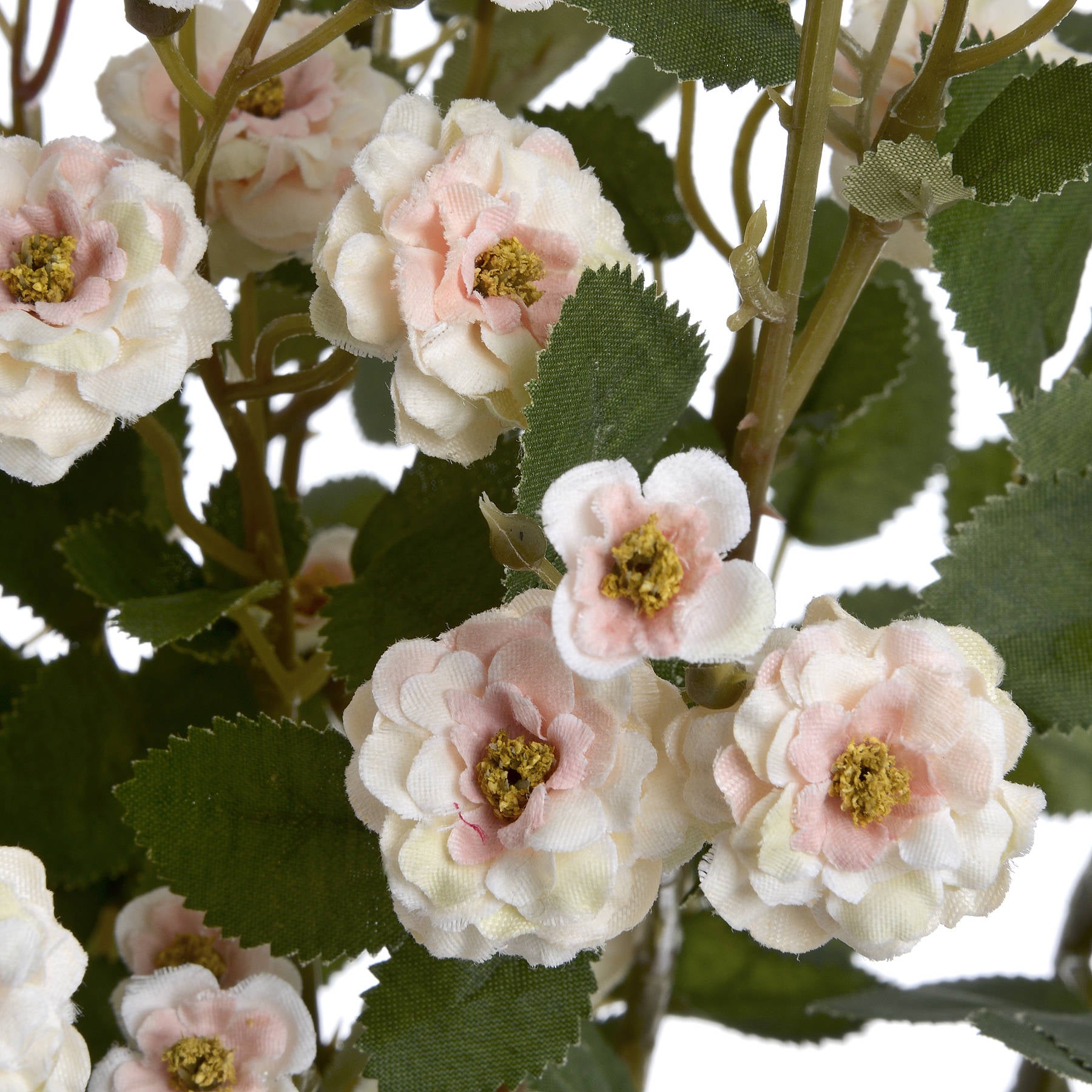 Cream Wild Meadow Rose Stem