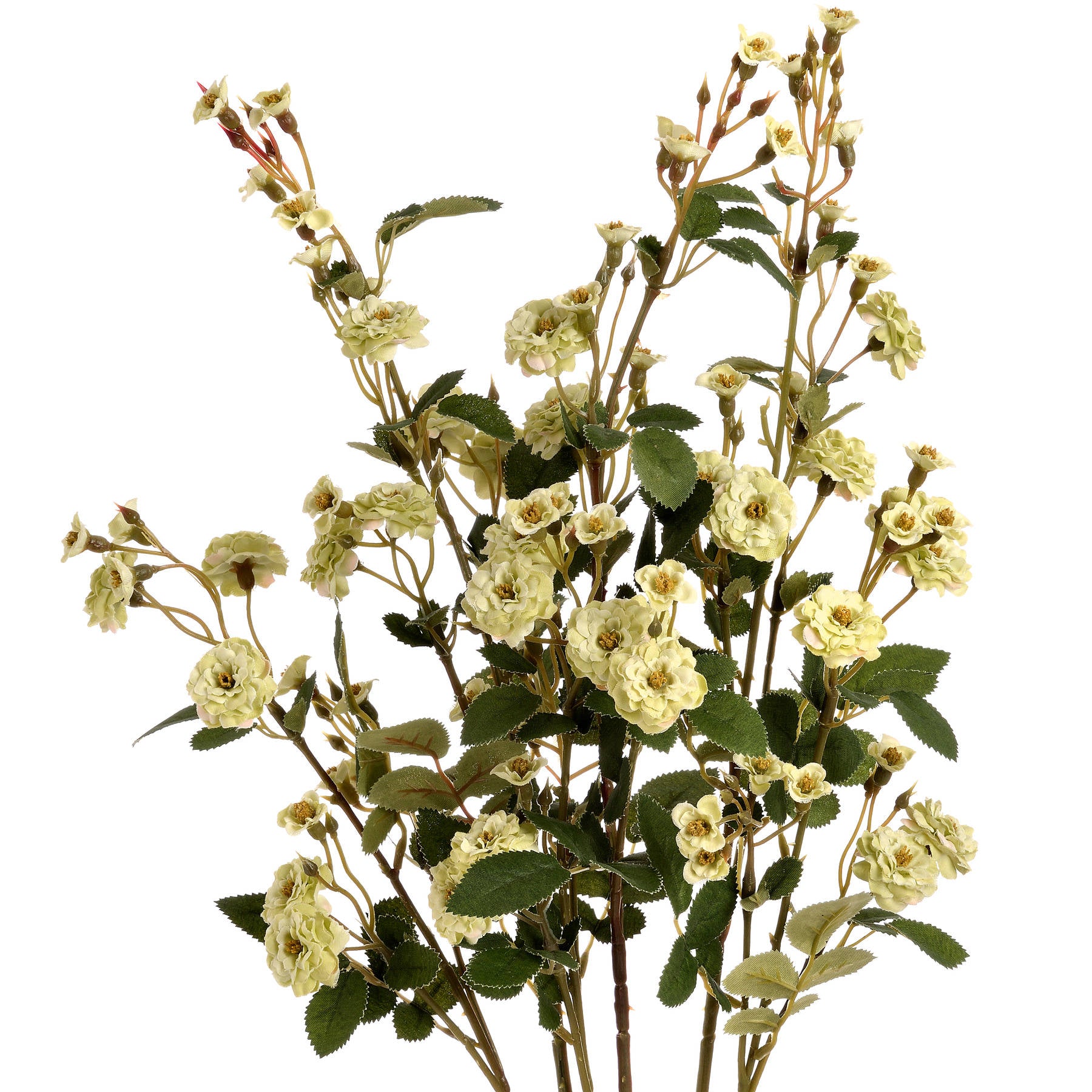 Green Wild Meadow Rose Stem