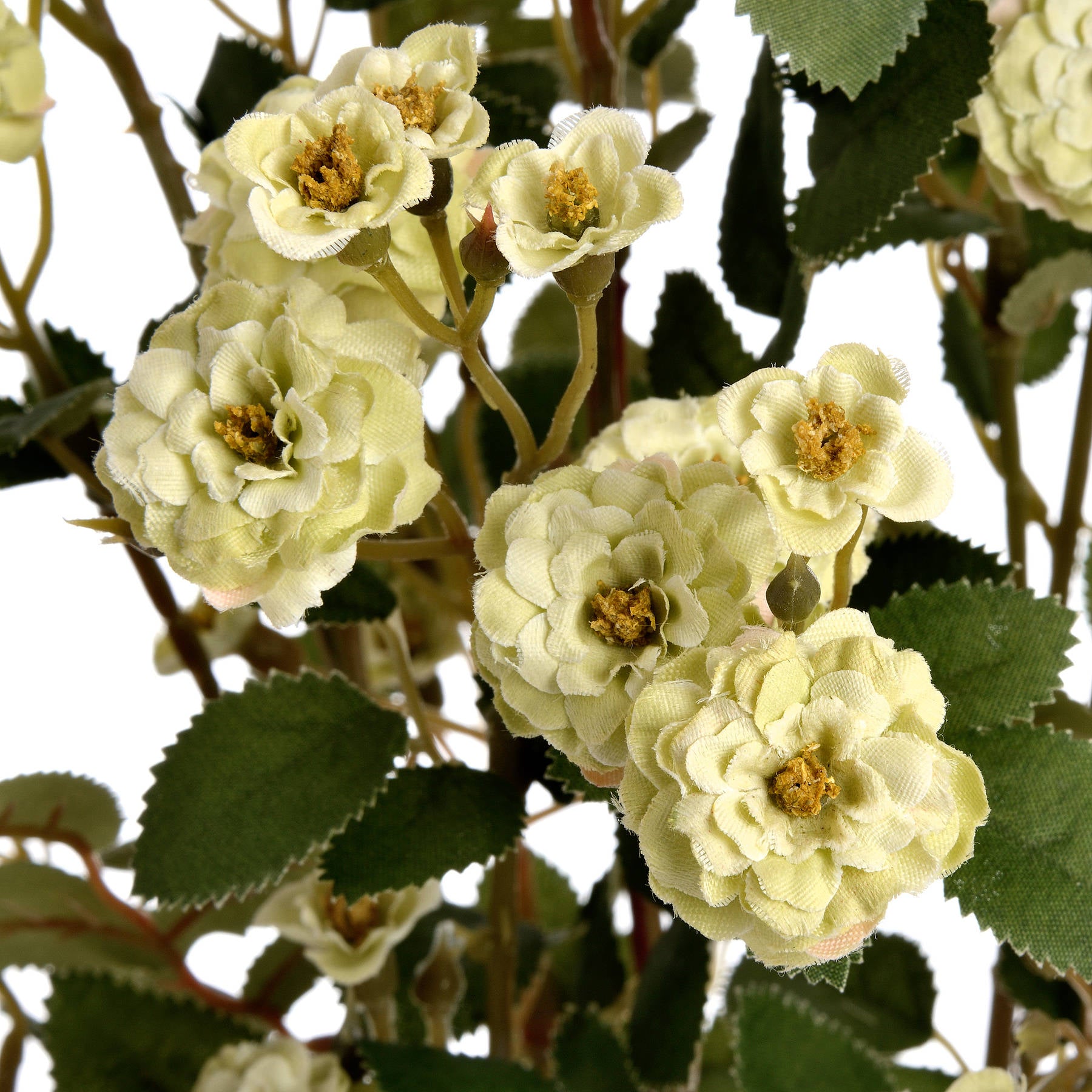 Green Wild Meadow Rose Stem
