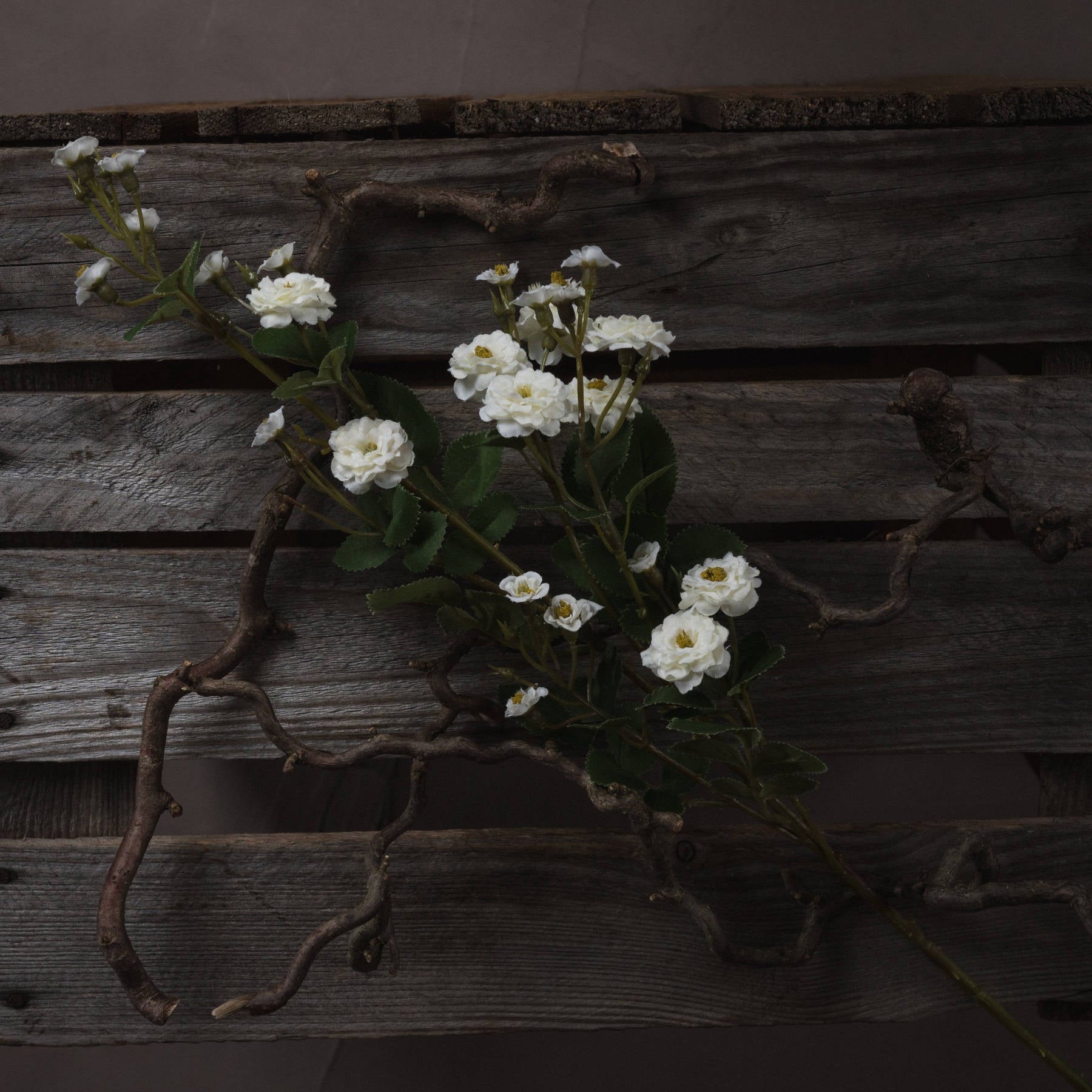 White Wild Meadow Rose Stem