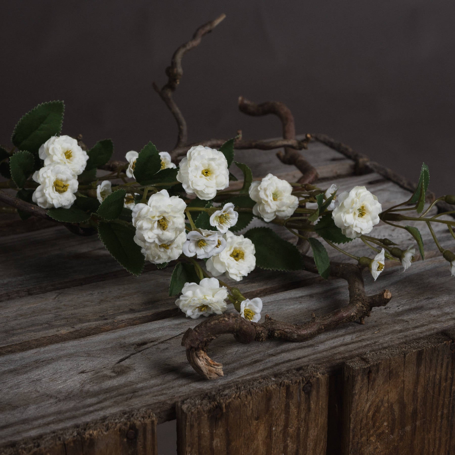 White Wild Meadow Rose Stem