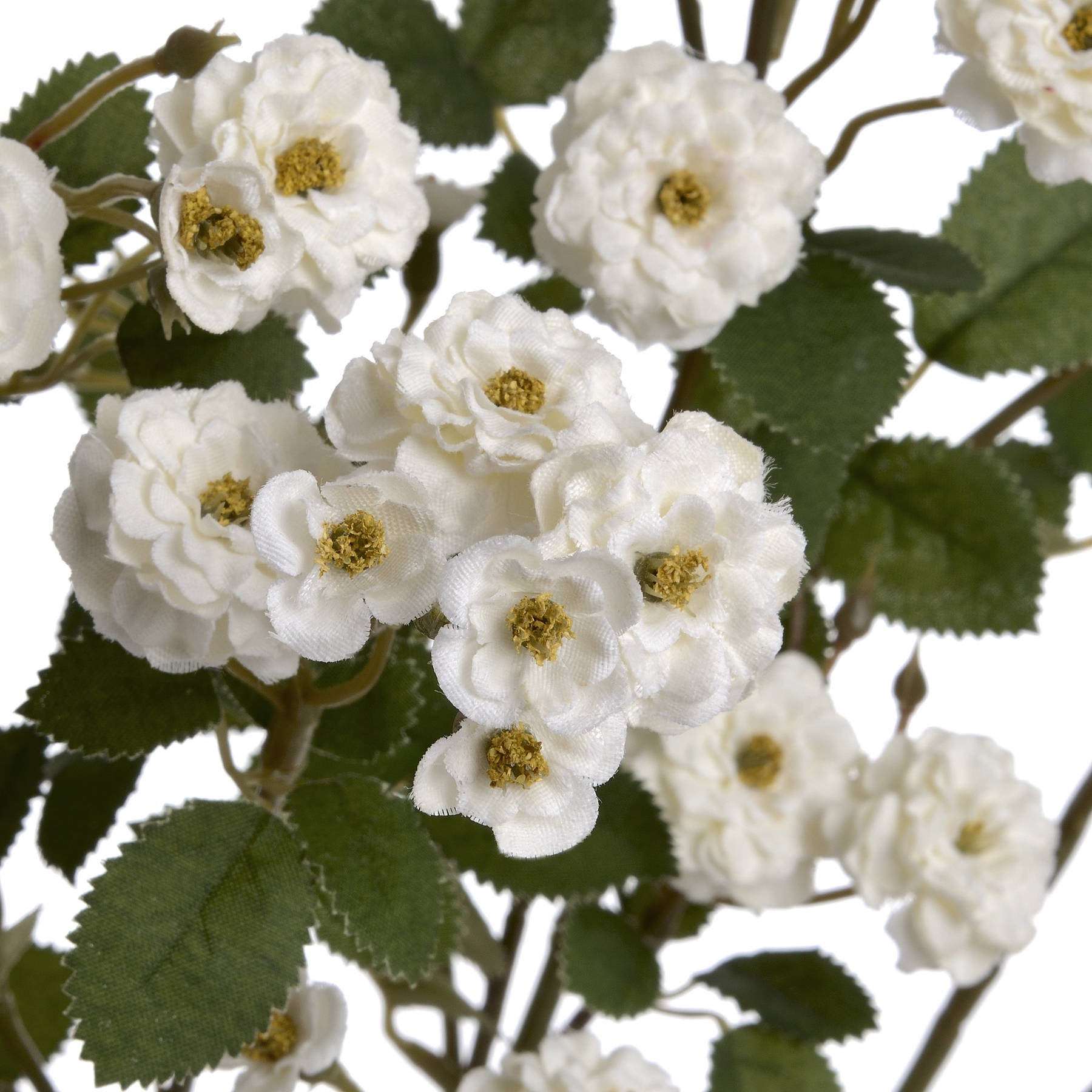 White Wild Meadow Rose Stem