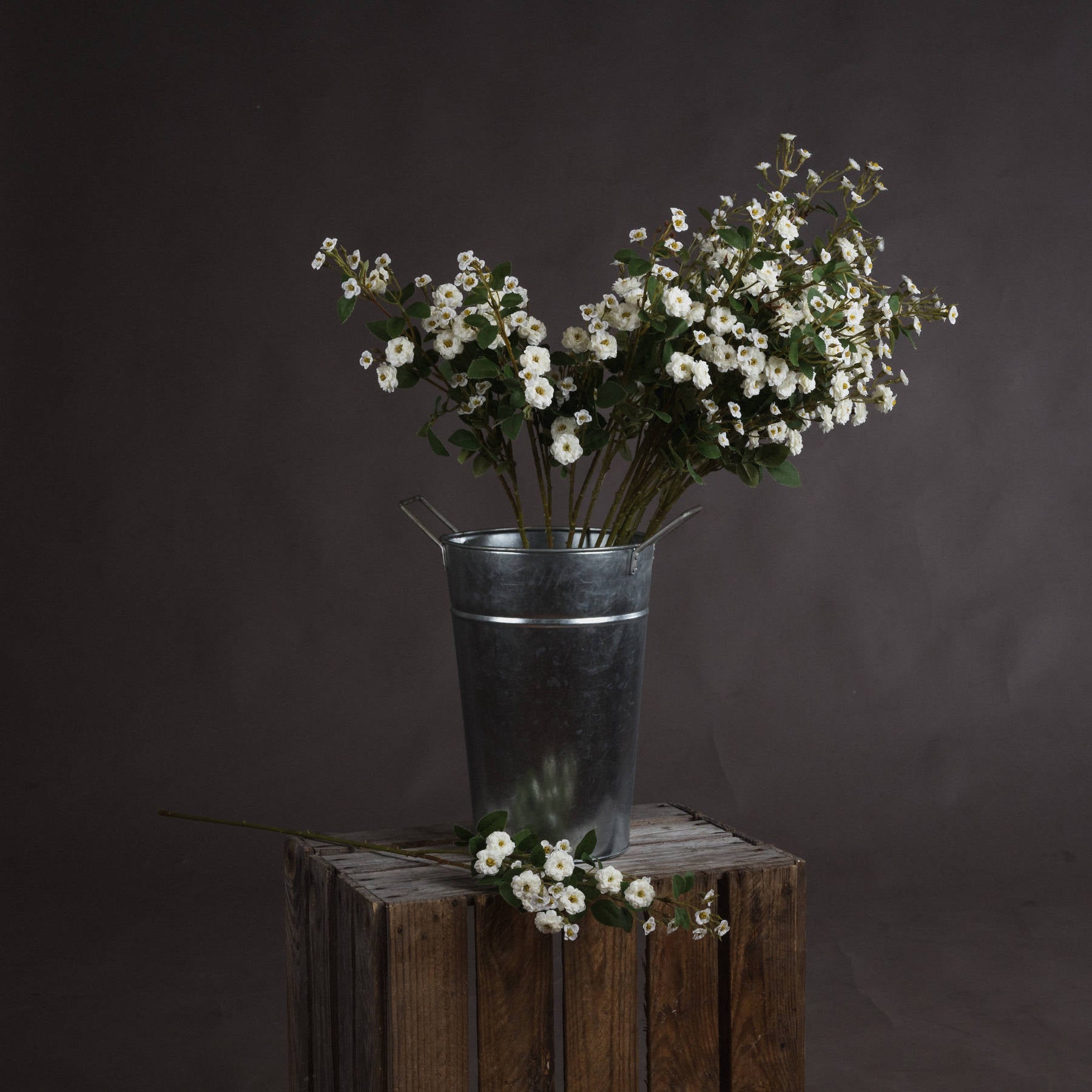 White Wild Meadow Rose Stem