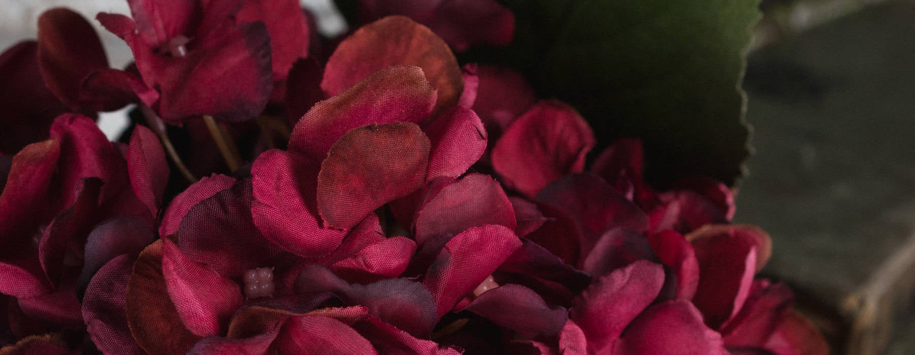 Autumn Ruby Hydrangea