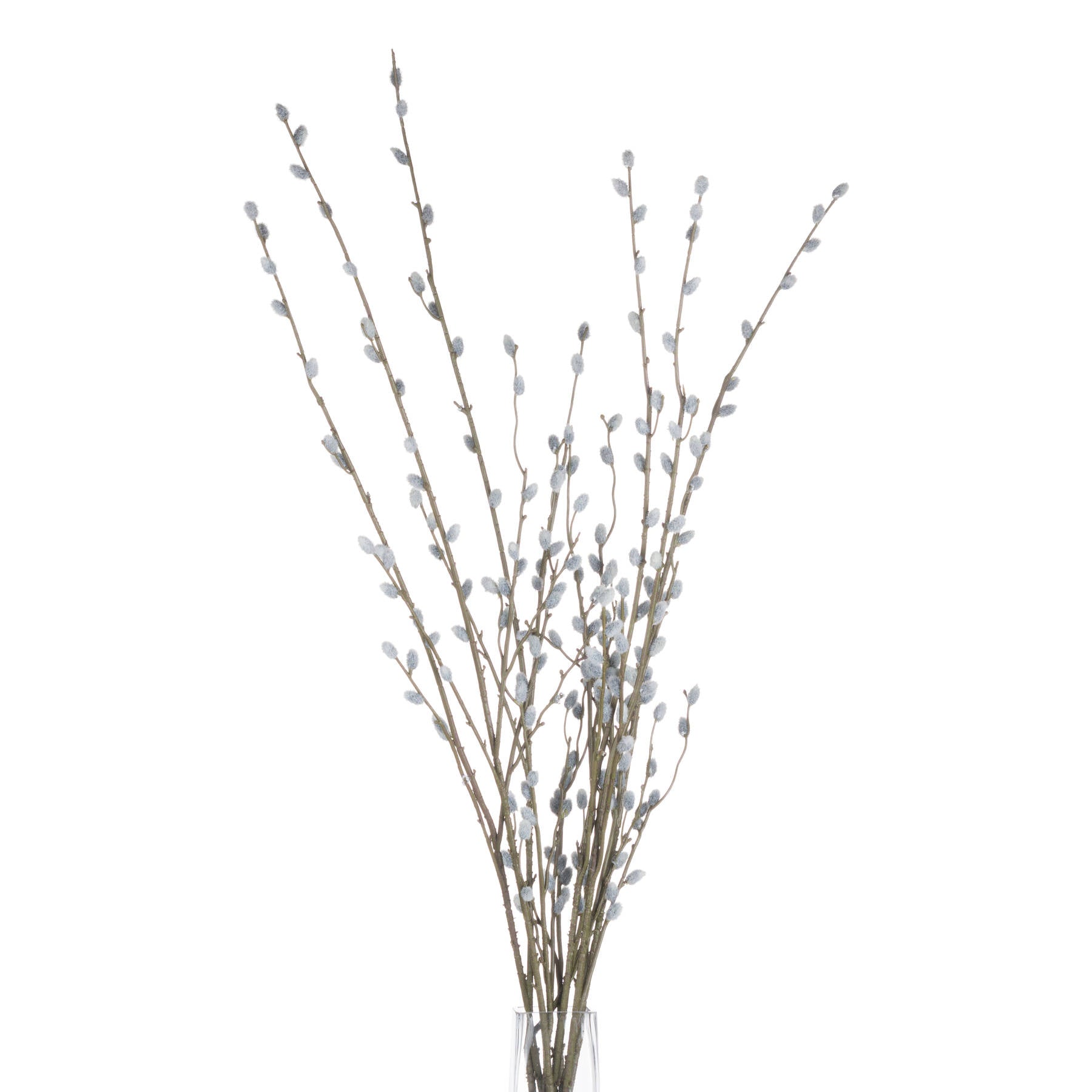 Soft Willow Branch Stem