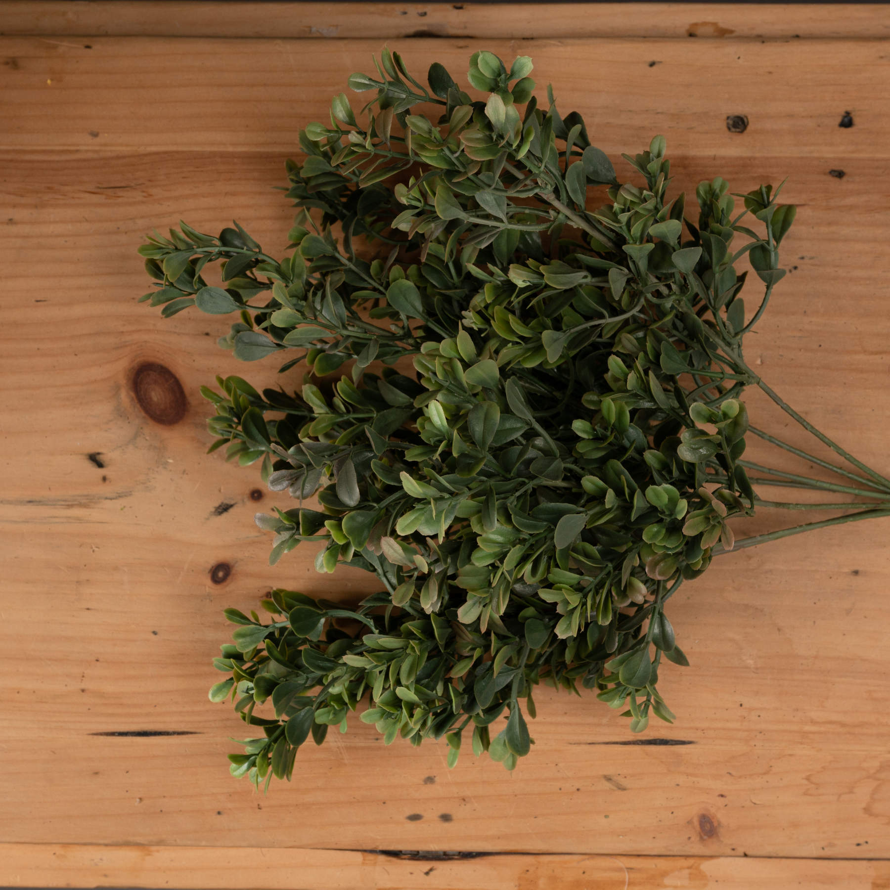 Red-Tipped Boxwood Leaf Stem