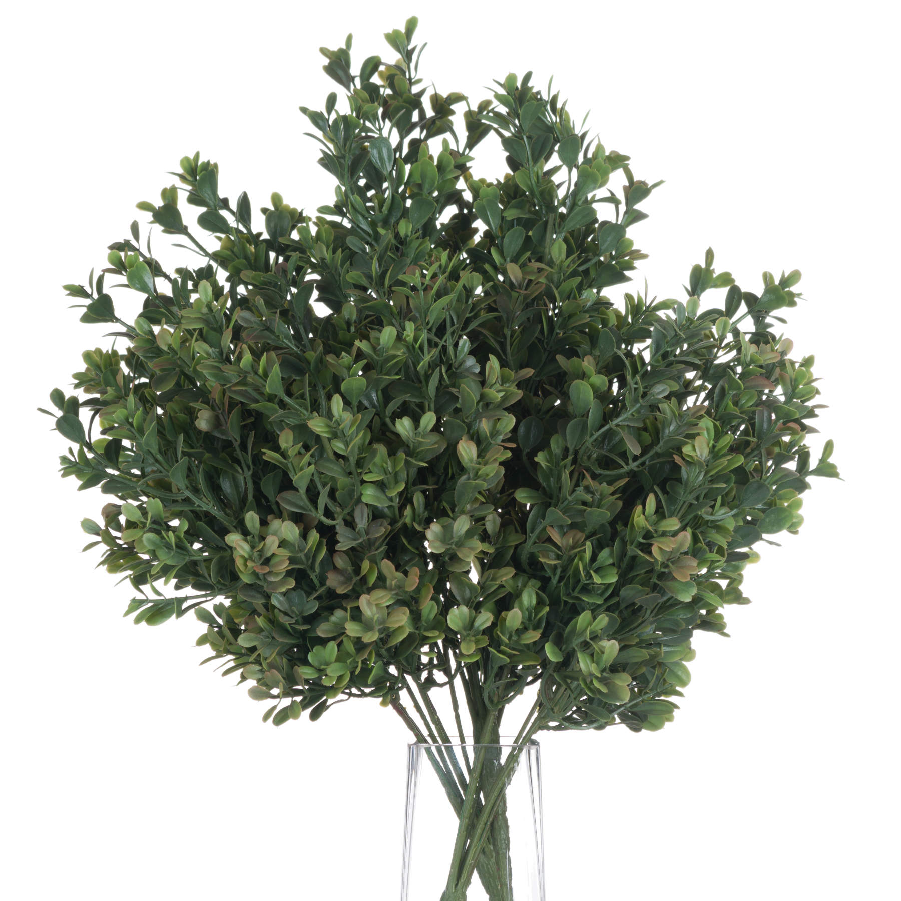 Red-Tipped Boxwood Leaf Stem