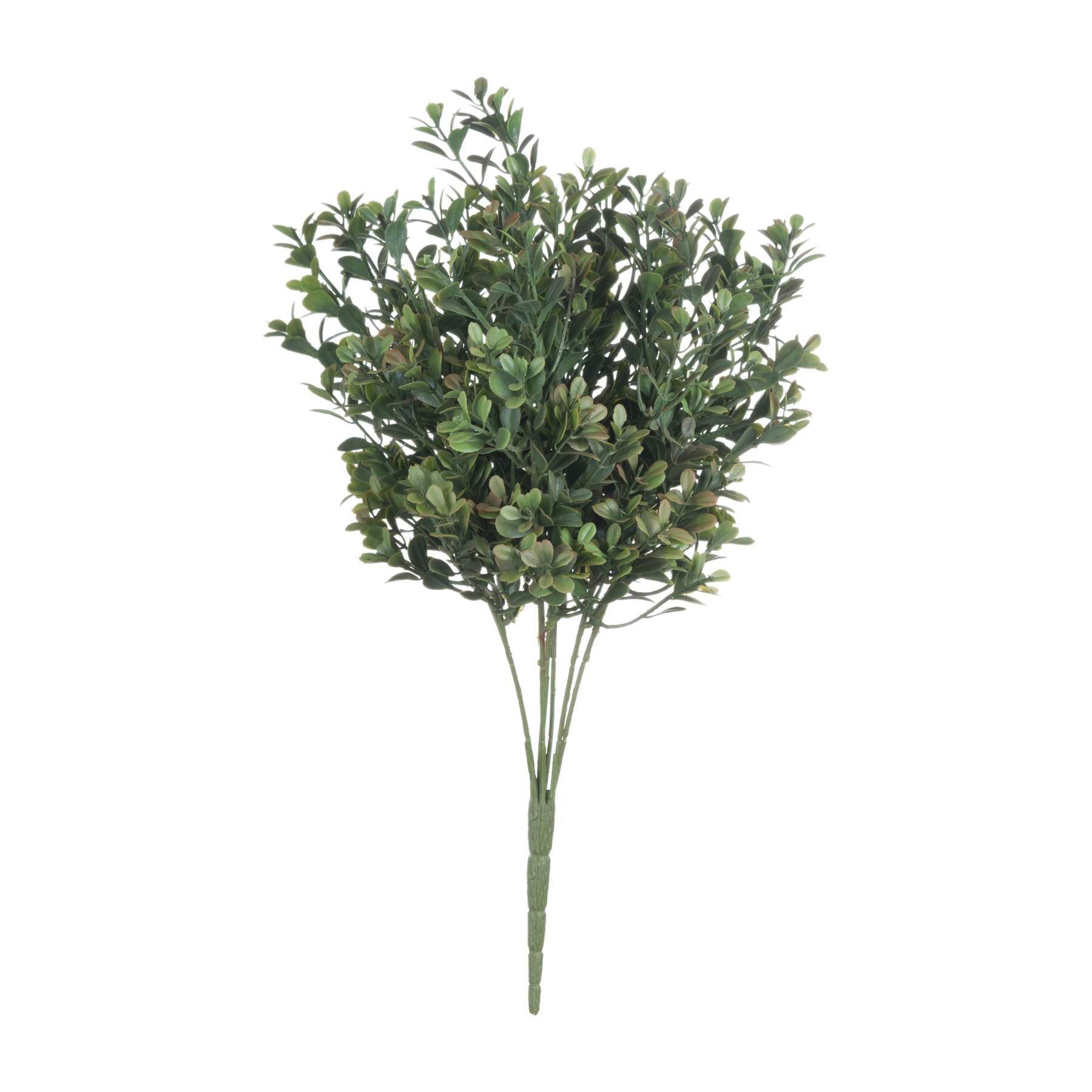 Red-Tipped Boxwood Leaf Stem