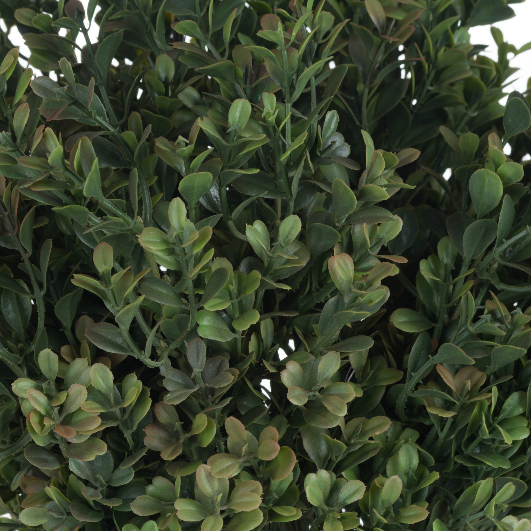 Red-Tipped Boxwood Leaf Stem