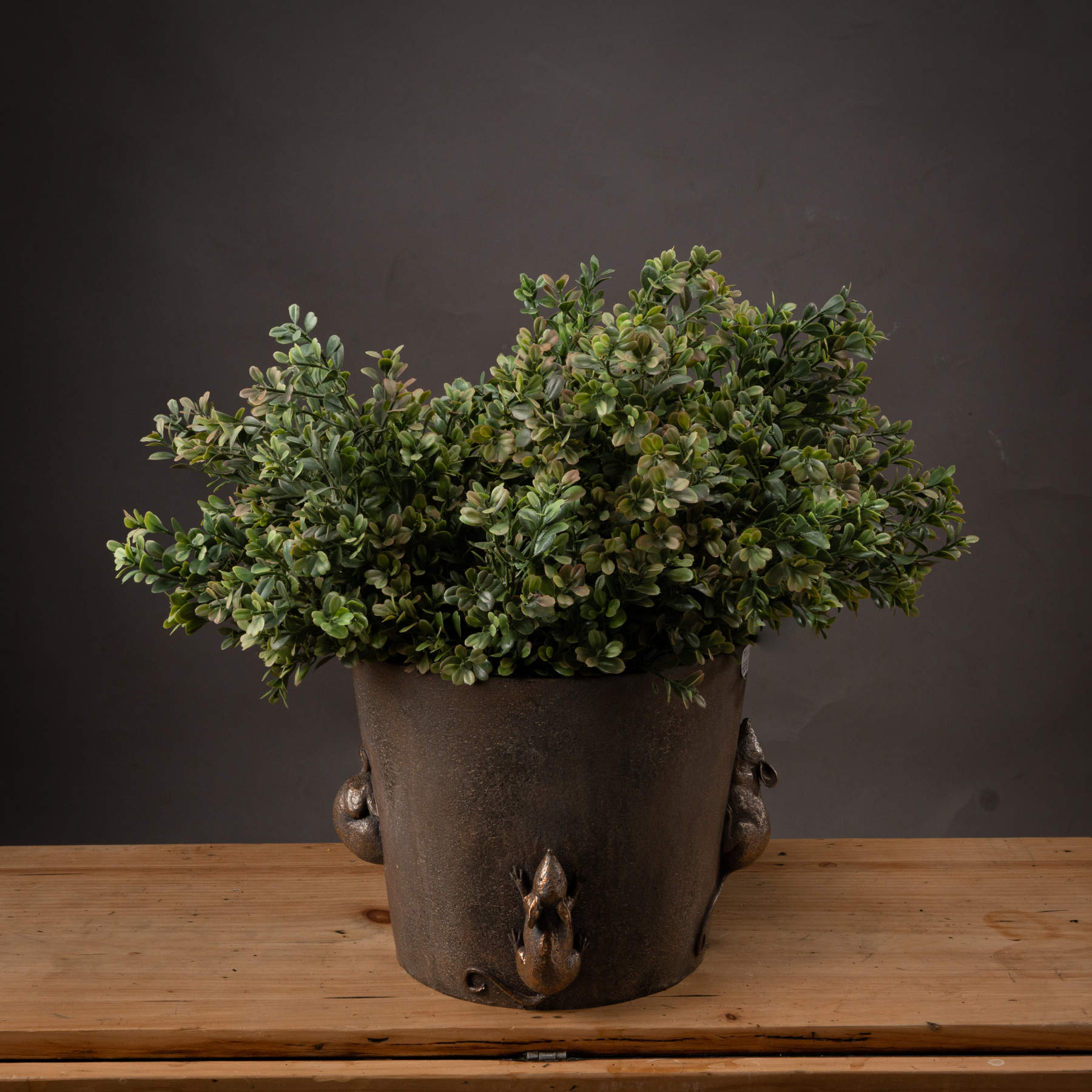 Red-Tipped Boxwood Leaf Stem