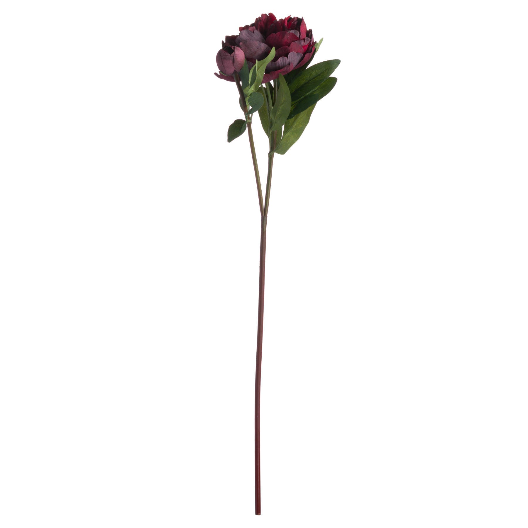 Burgundy Peony Rose Stem