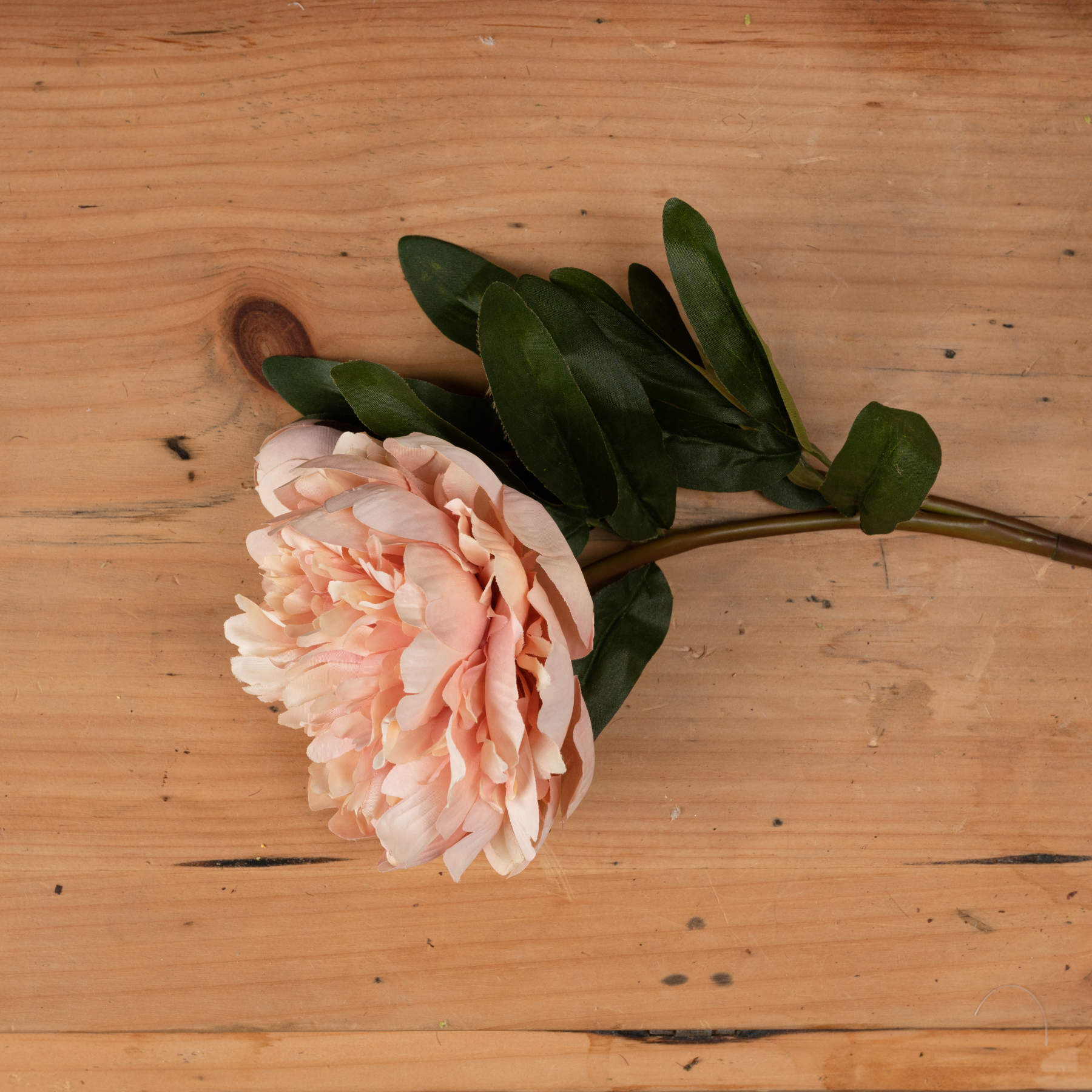Peach Peony Rose Stem