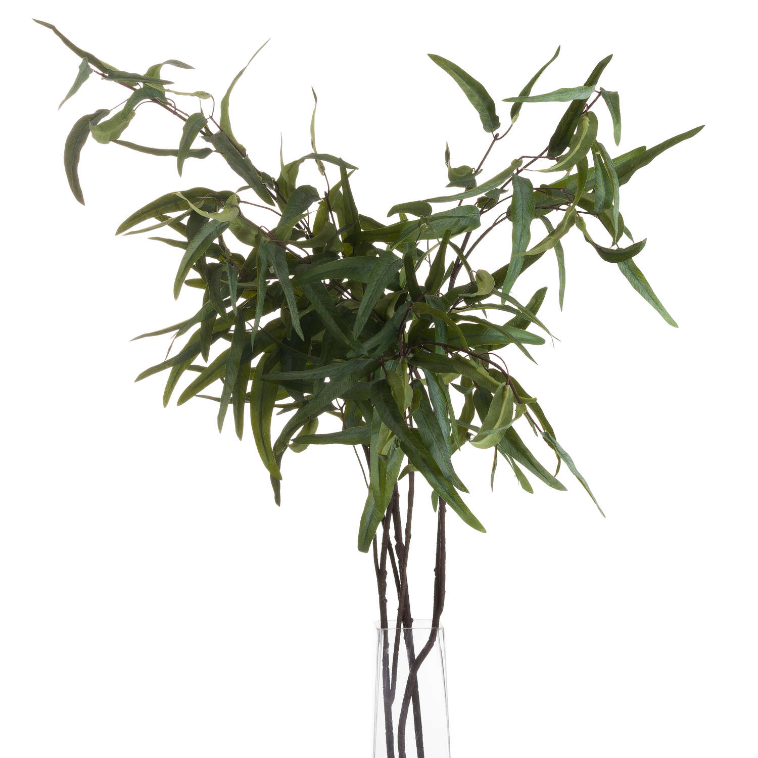 Willow Eucalyptus Stem