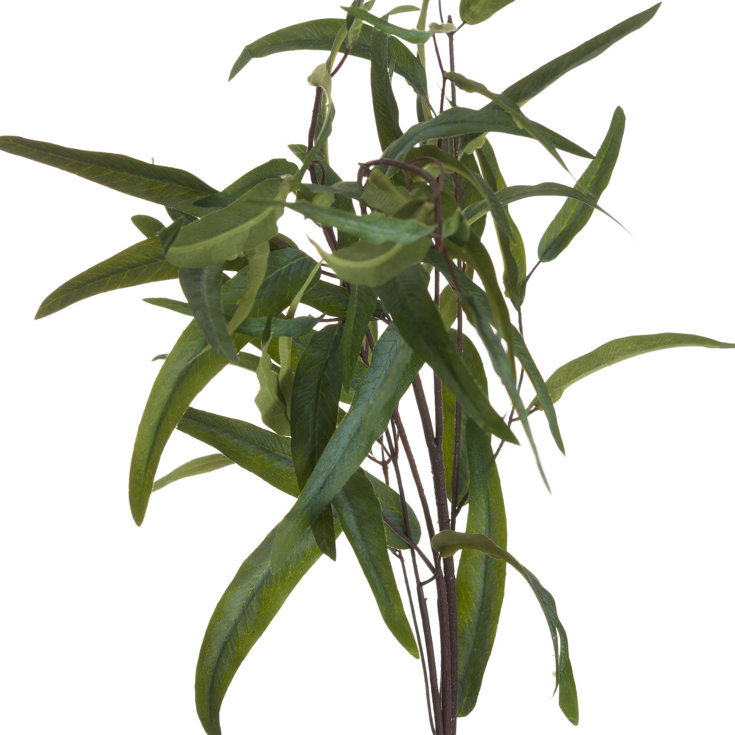 Willow Eucalyptus Stem