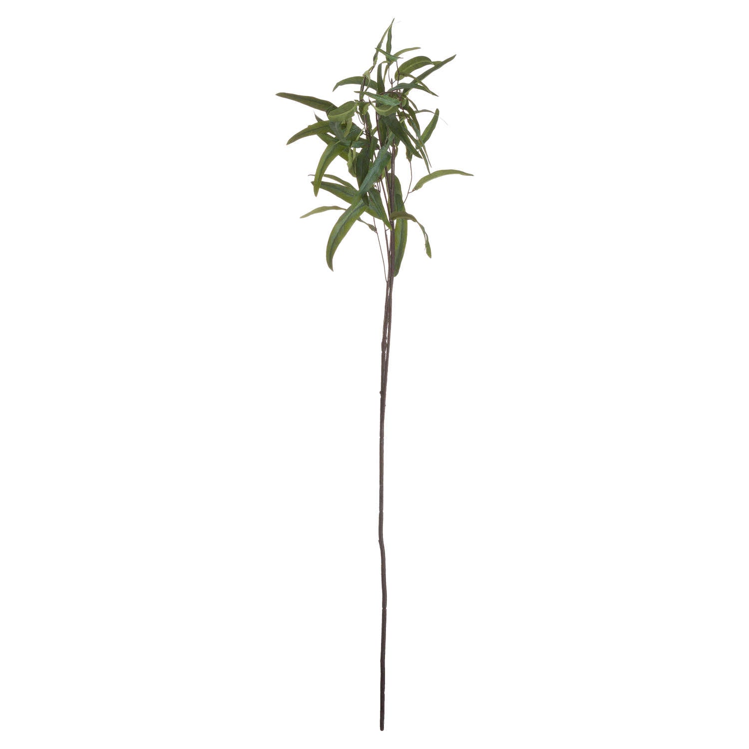 Willow Eucalyptus Stem