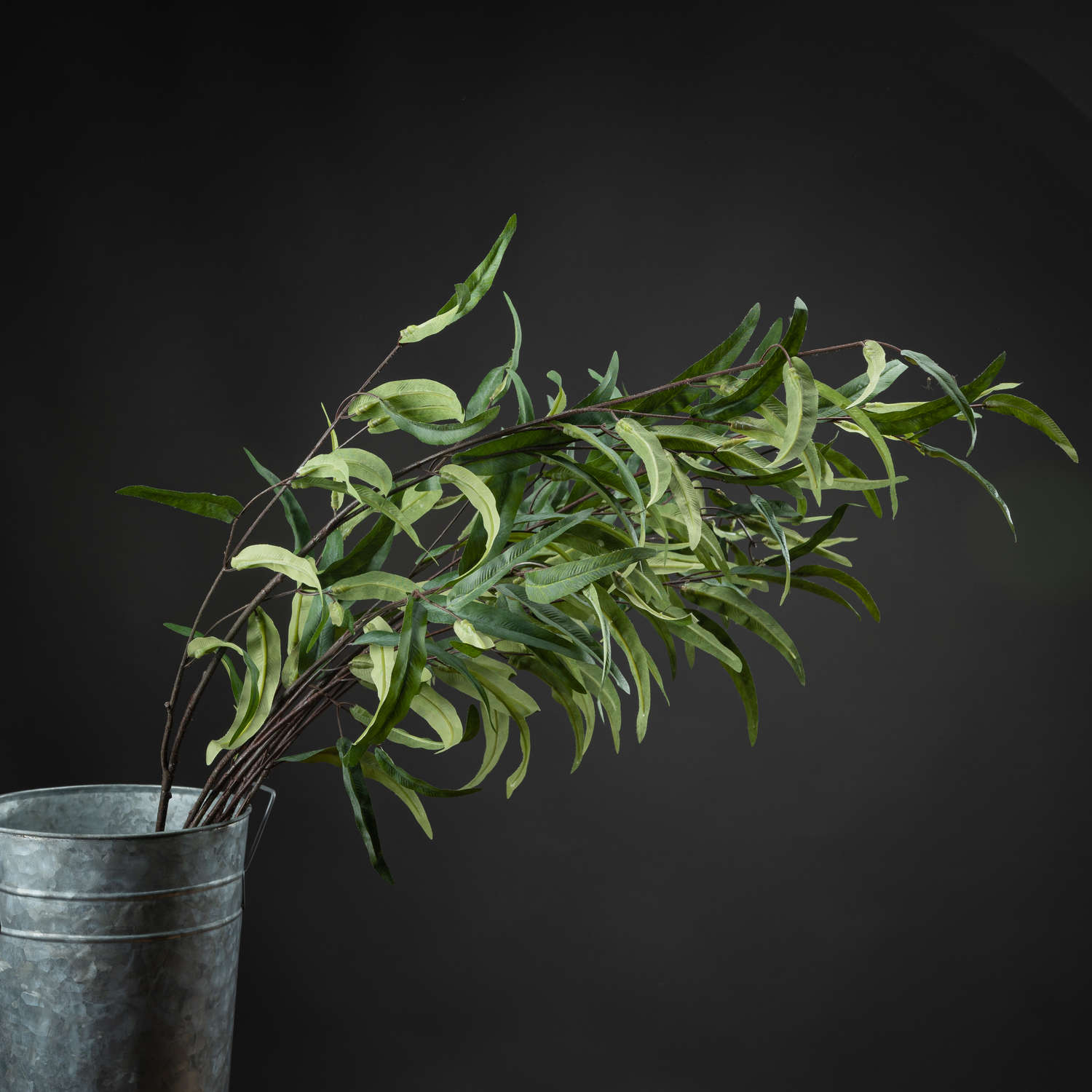 Willow Eucalyptus Stem