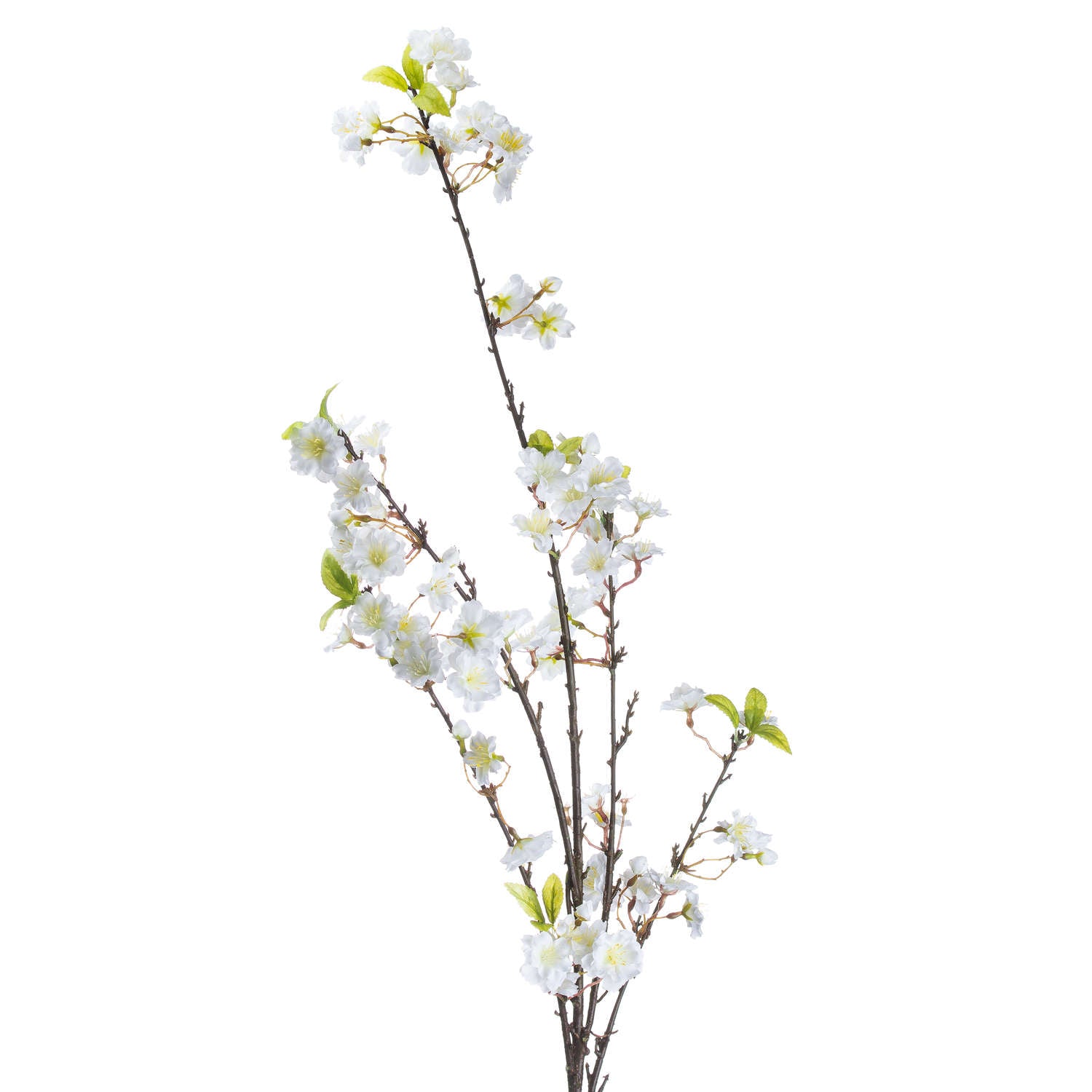 White Cherry Blossom Stem
