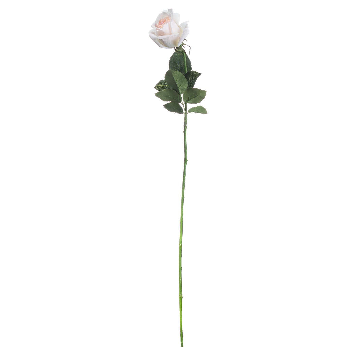Pink Tea Rose Stem
