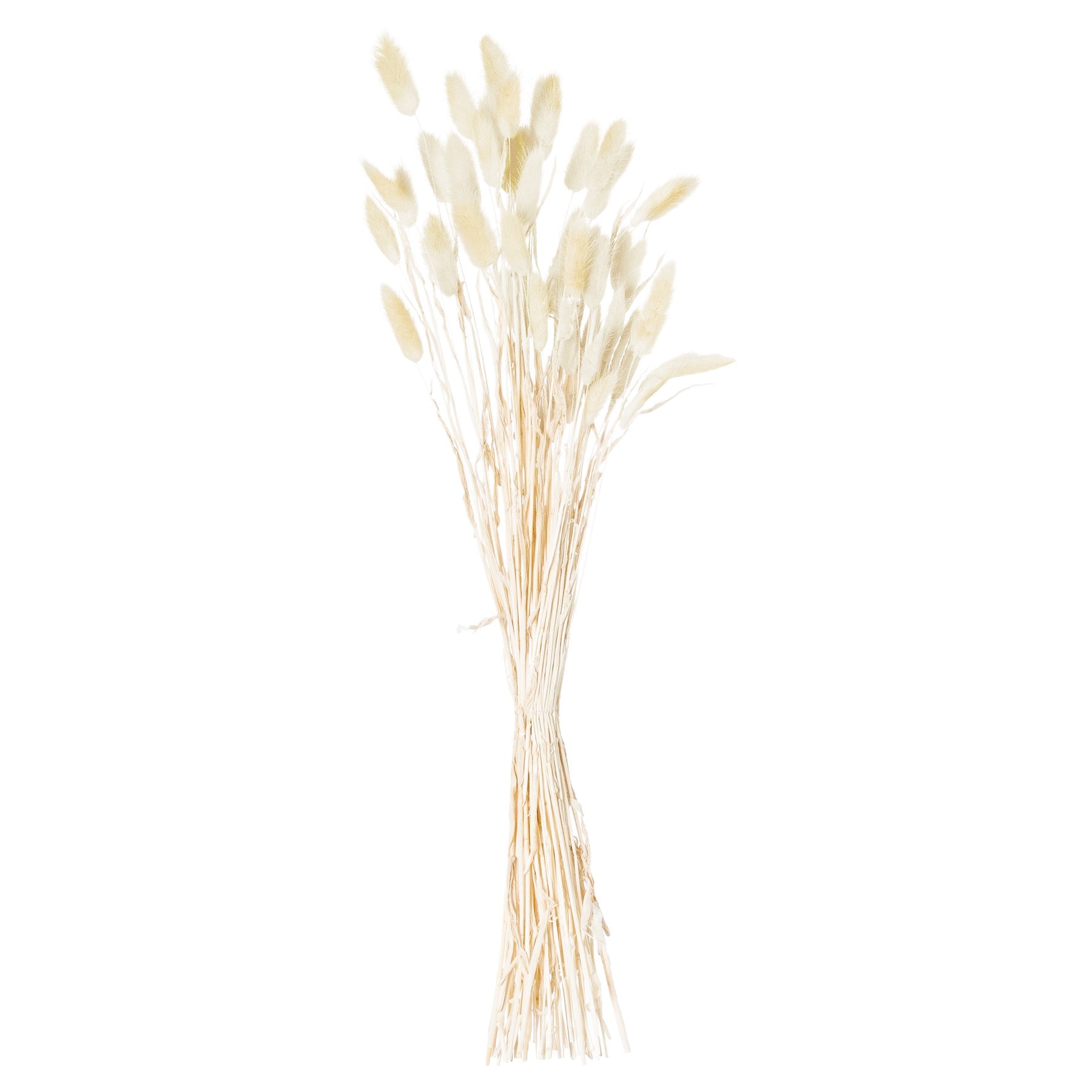 Natural Bunny Tail Grass - Bunch Of 40