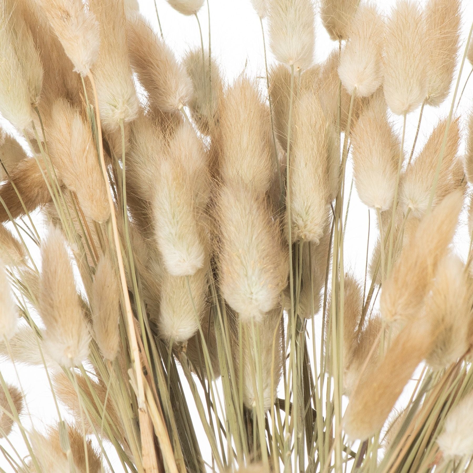Natural Bunny Tail Grass - Bunch Of 40