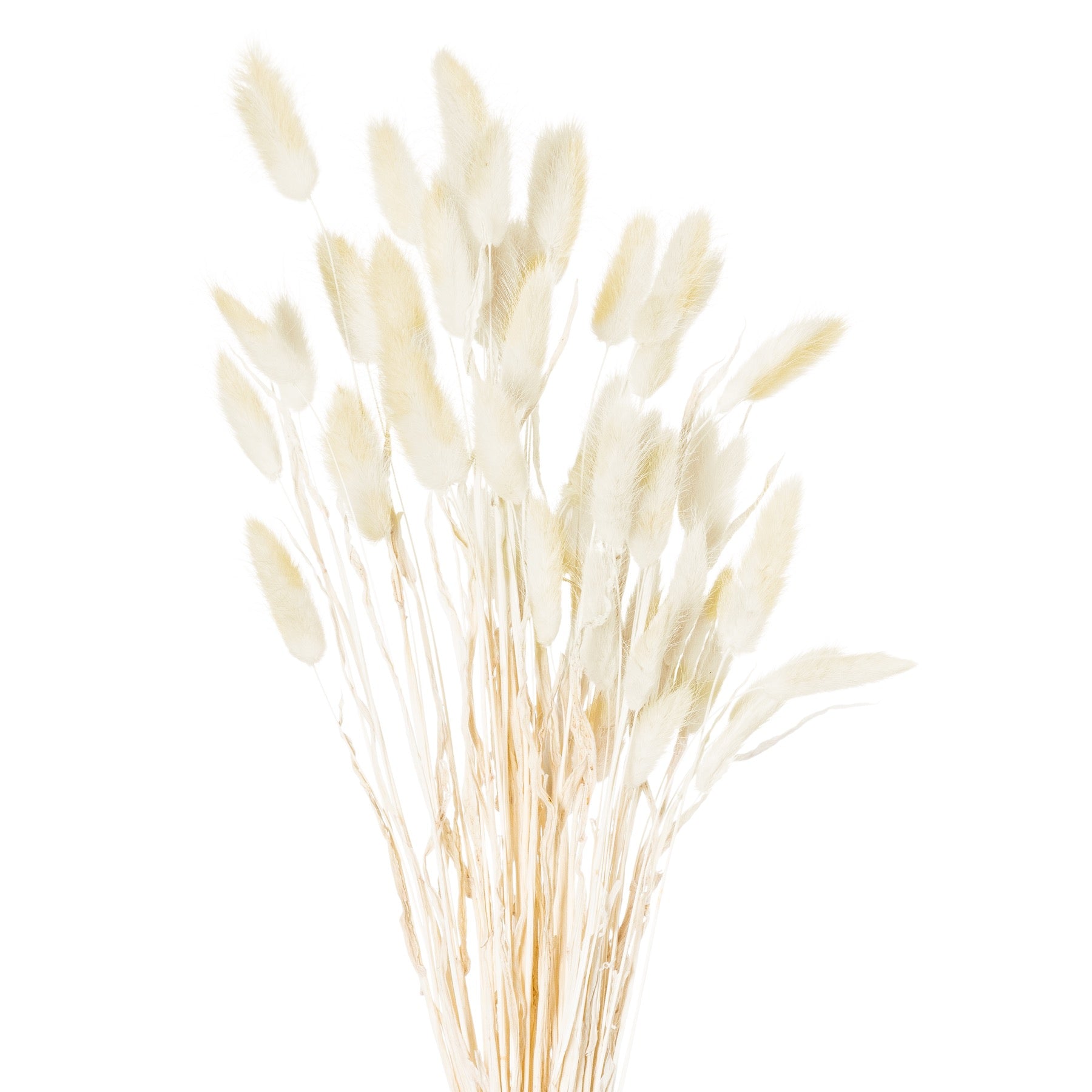 Natural Bunny Tail Grass - Bunch Of 40