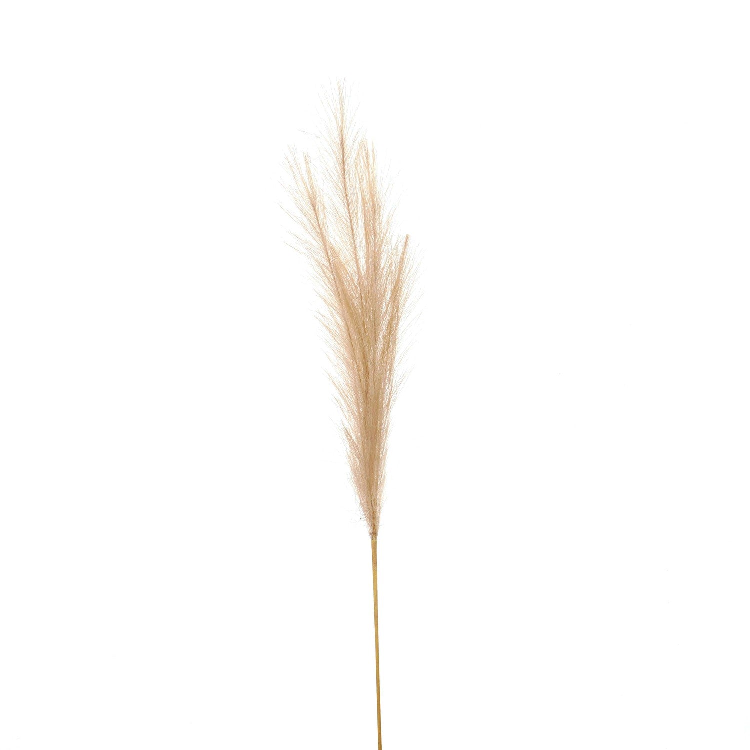 Celestia Bleached Pampas Stem