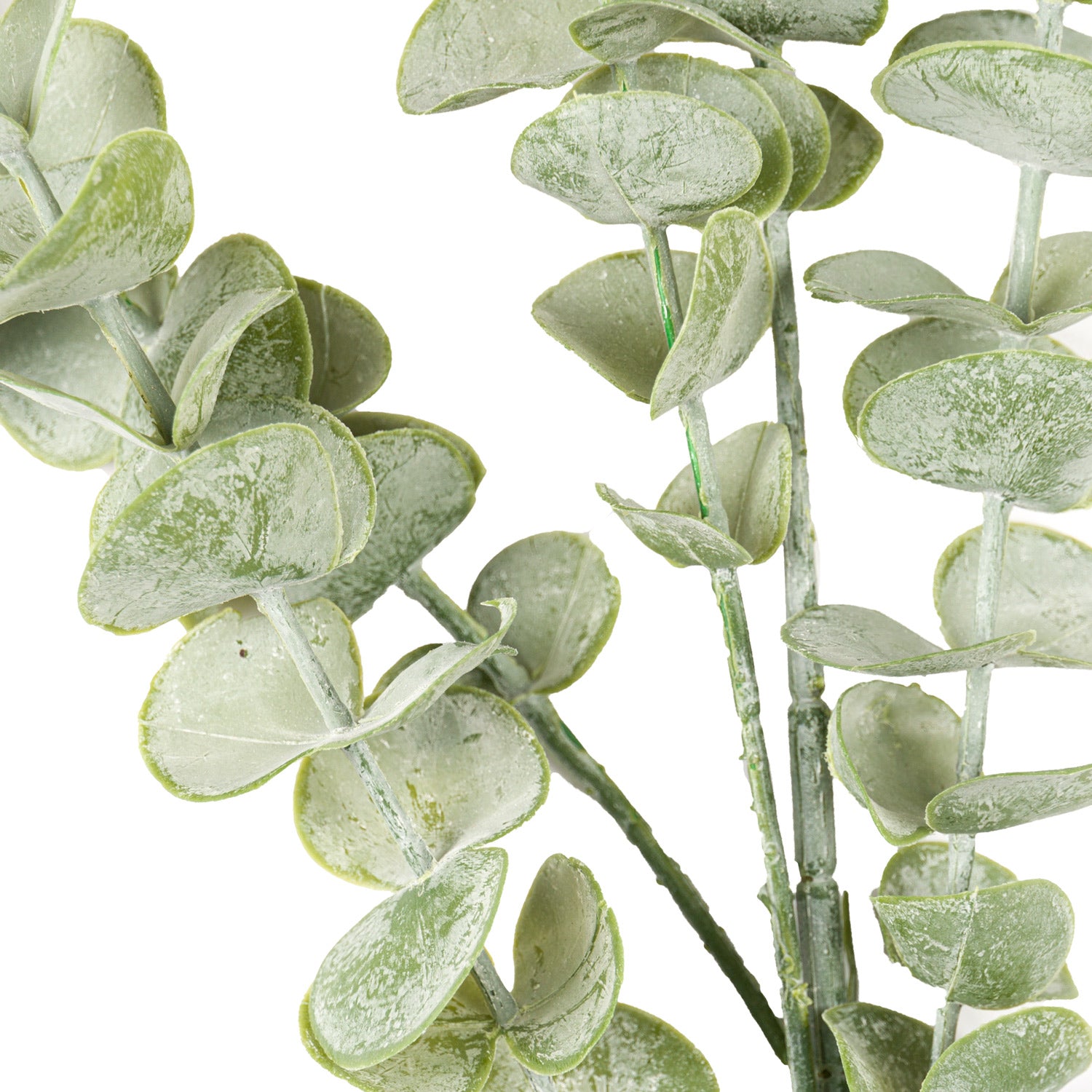 Eucalyptus Stem