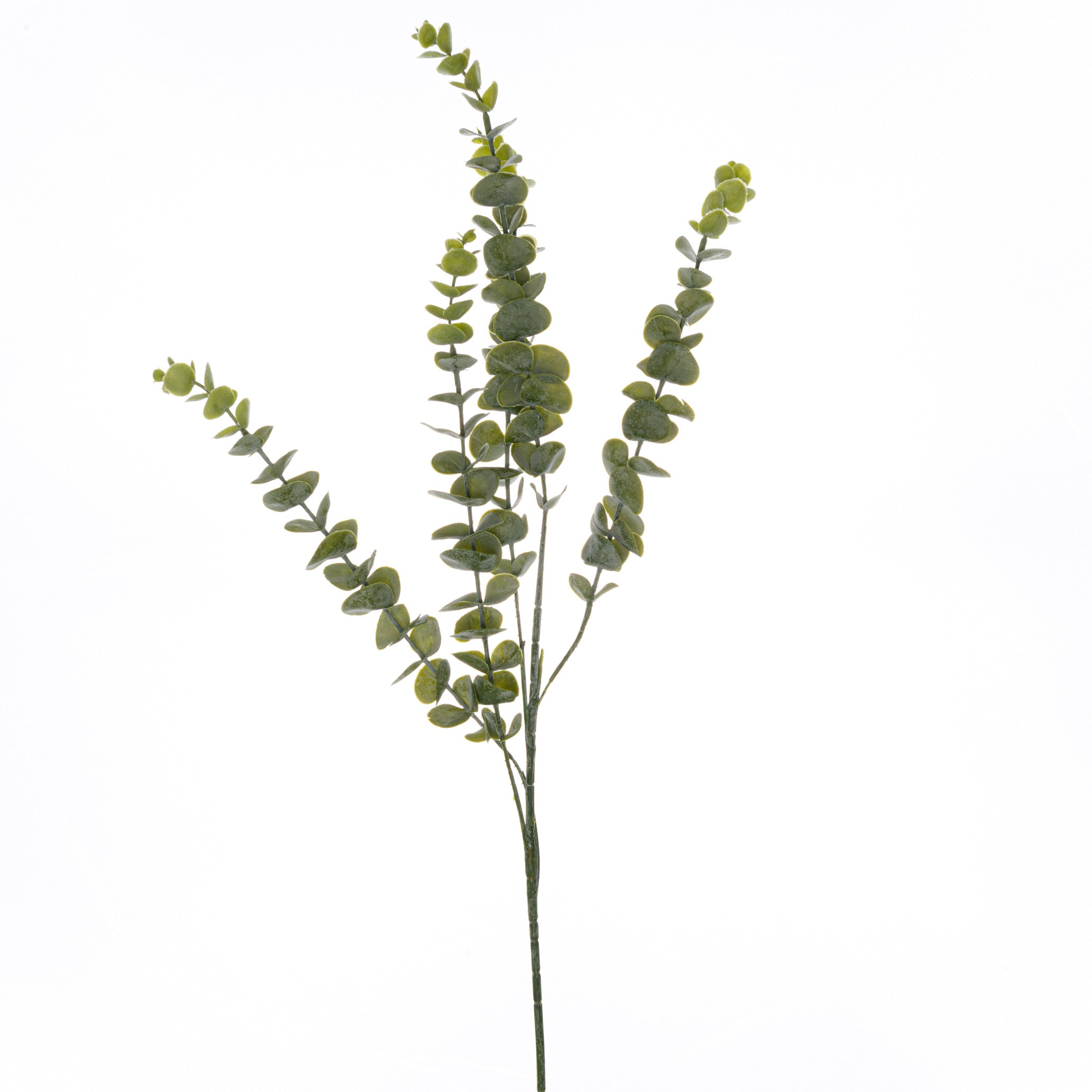 Eucalyptus Stem