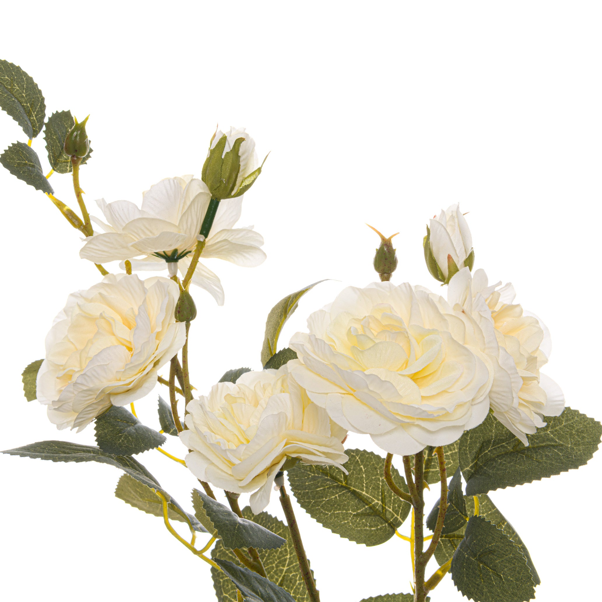 Soft White Garden Rose Stem