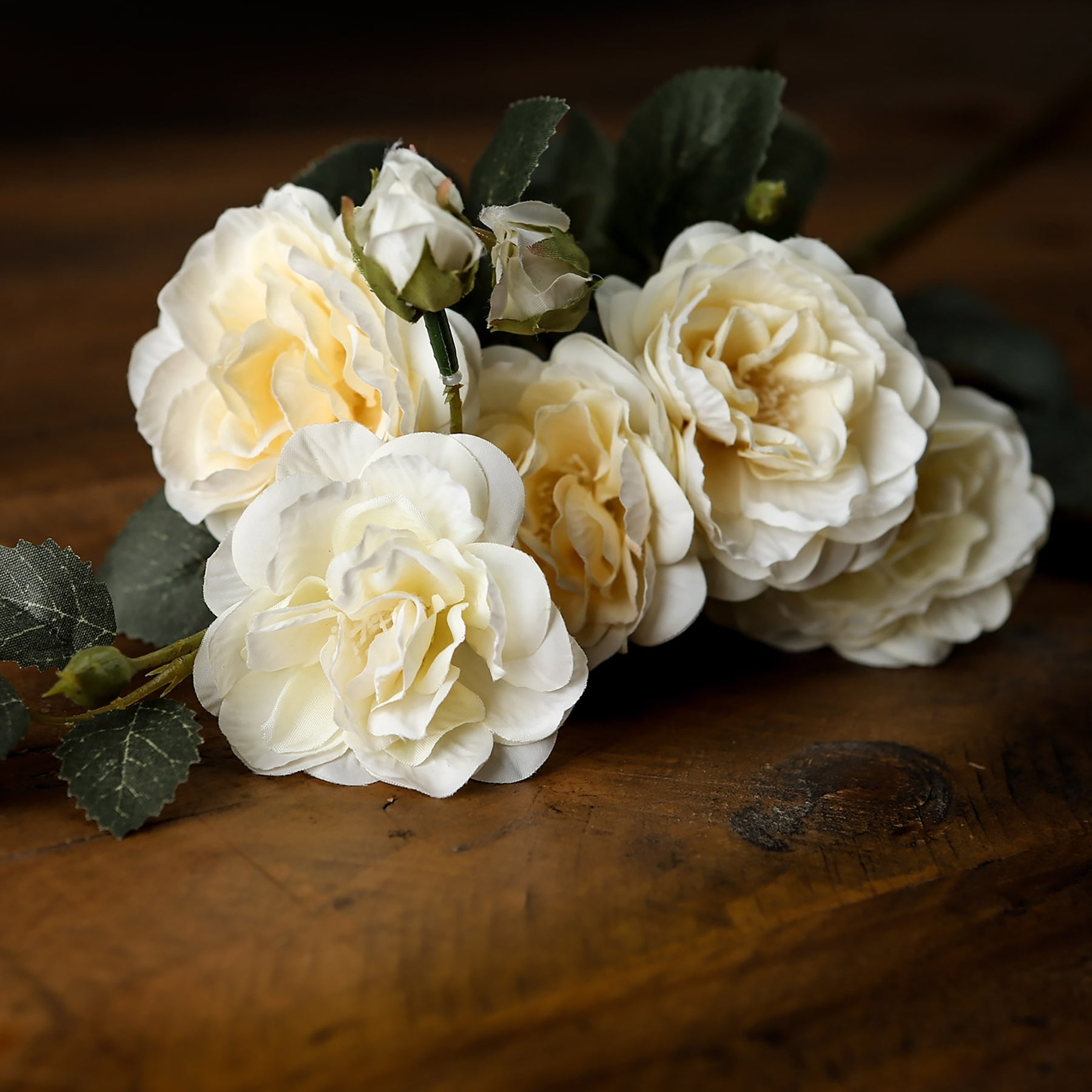 Soft White Garden Rose Stem