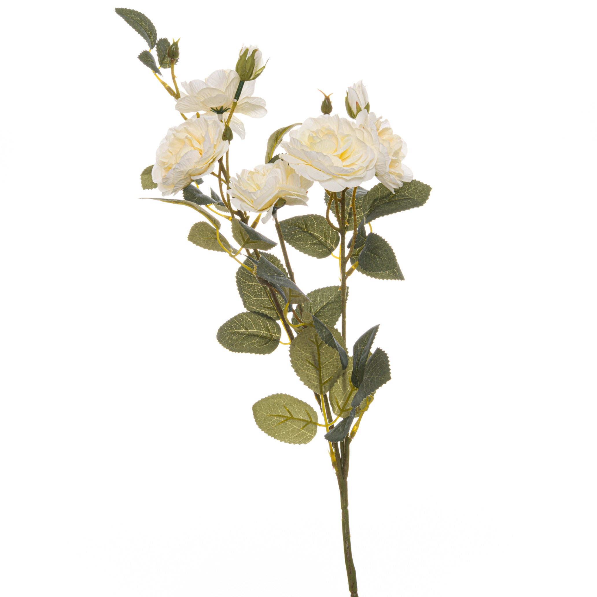 Soft White Garden Rose Stem