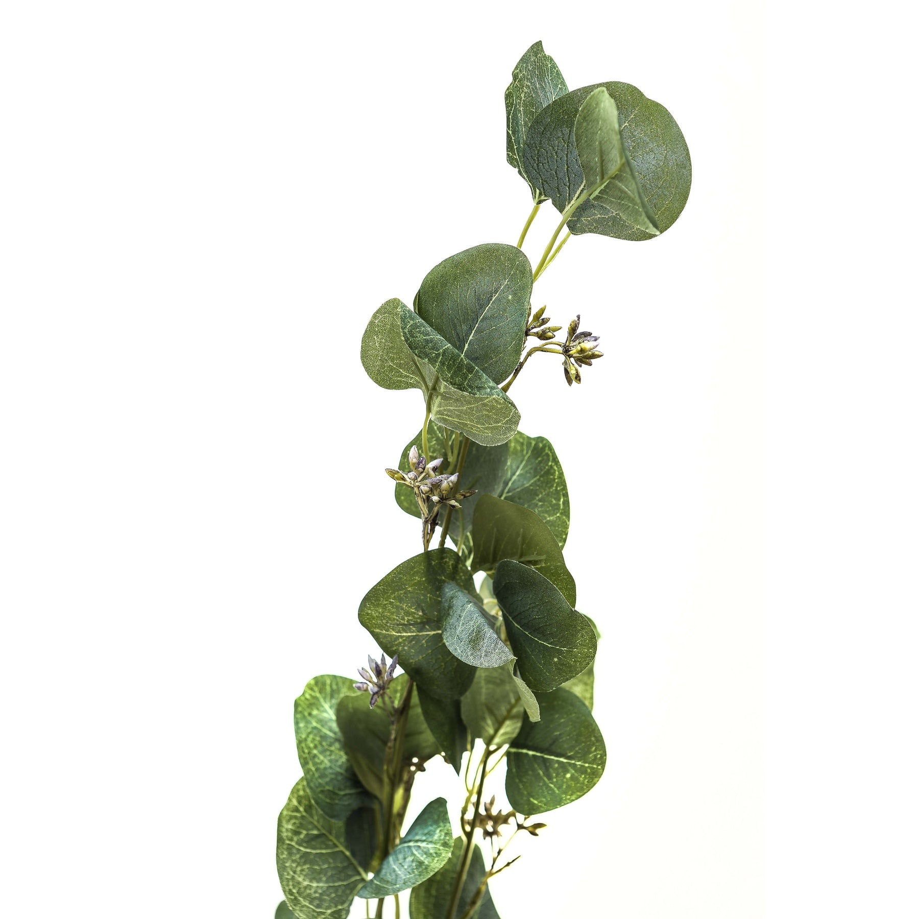 Silver-Green Eucalyptus Stem