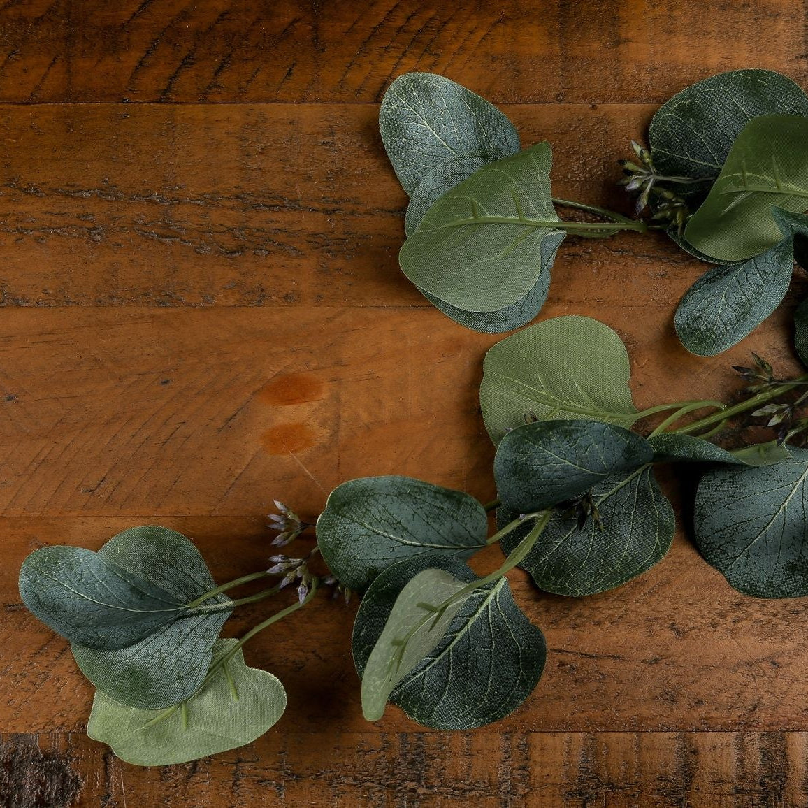 Silver-Green Eucalyptus Stem
