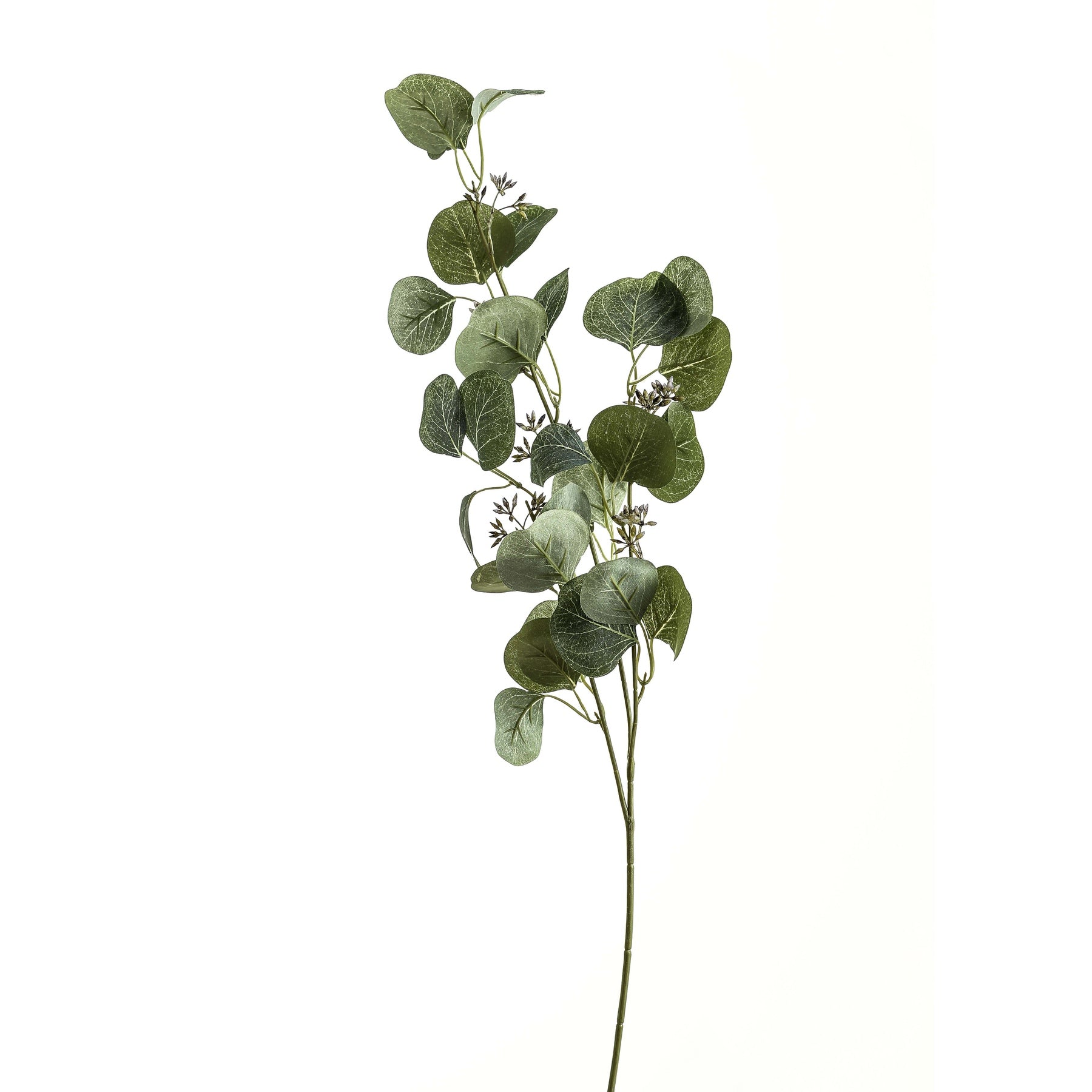 Silver-Green Eucalyptus Stem