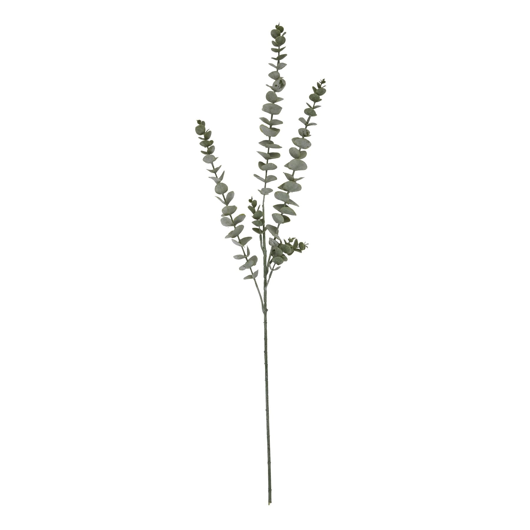 Silver Blue Hue Eucalyptus Stem