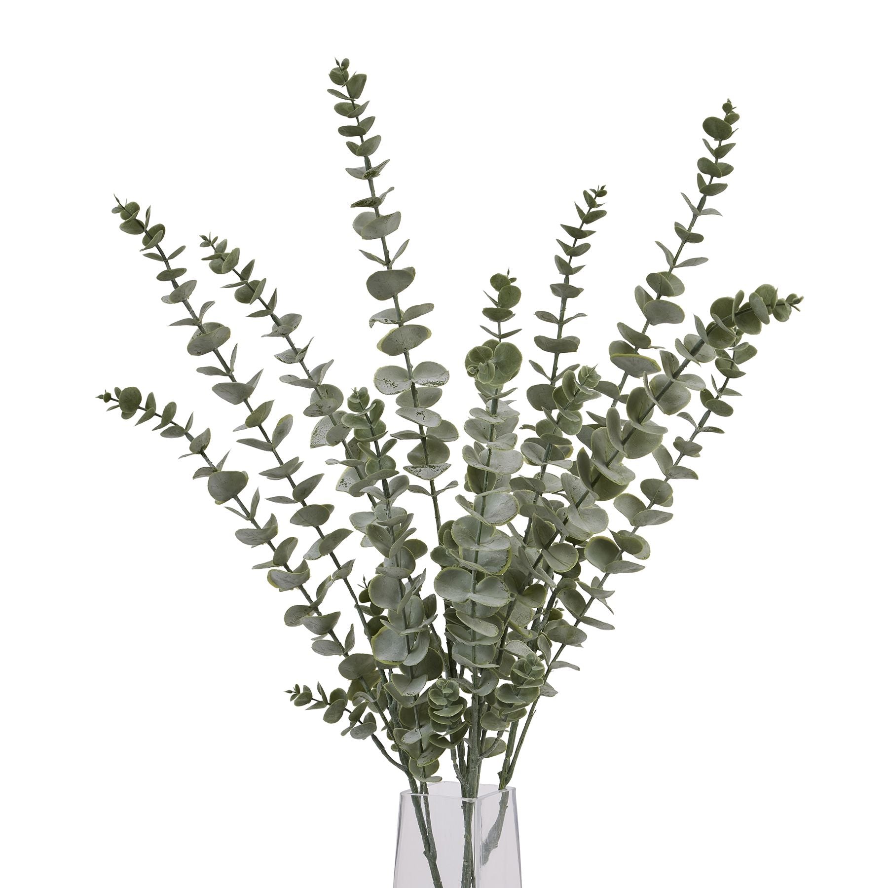 Silver Blue Hue Eucalyptus Stem