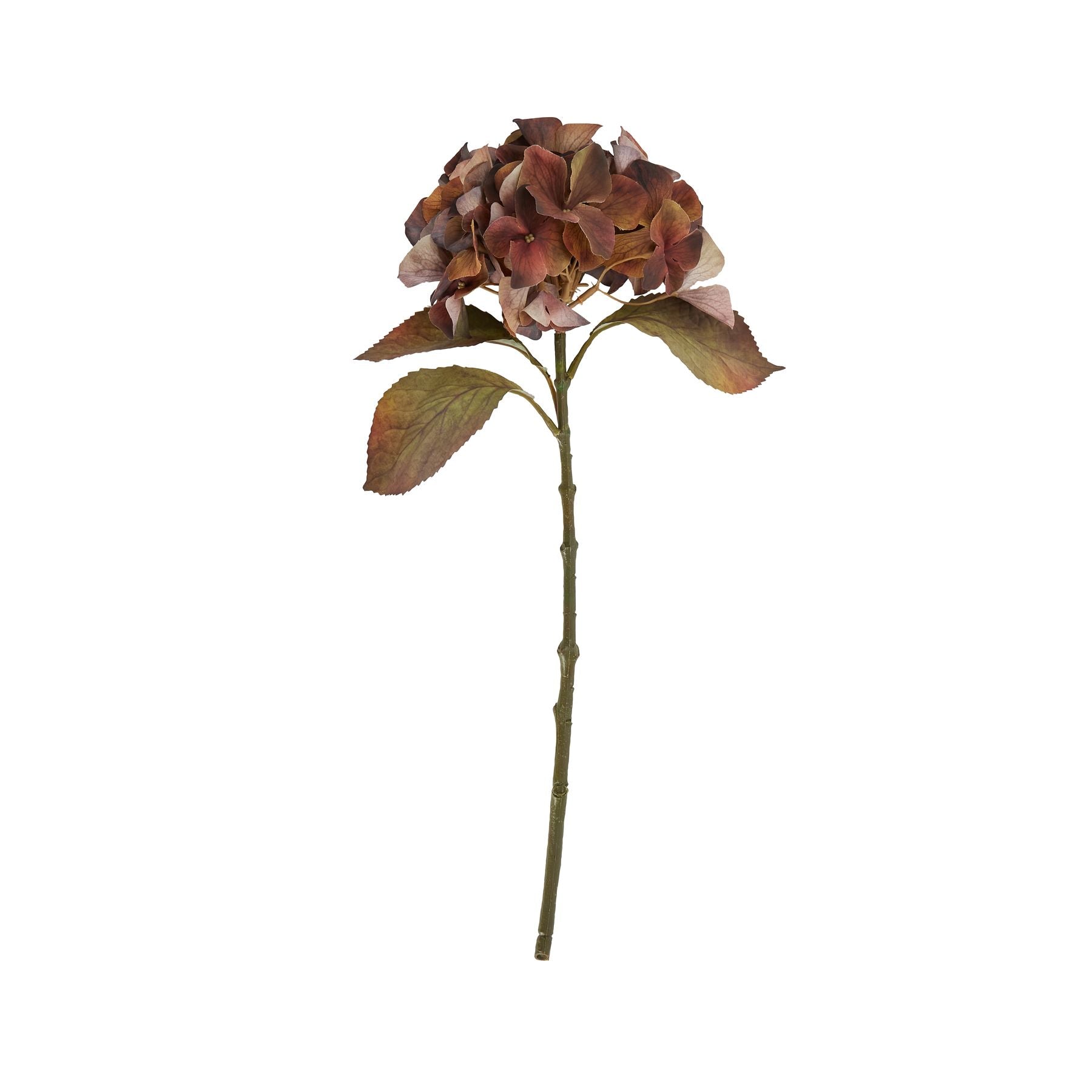 Brown & Rust Hydrangea Stem