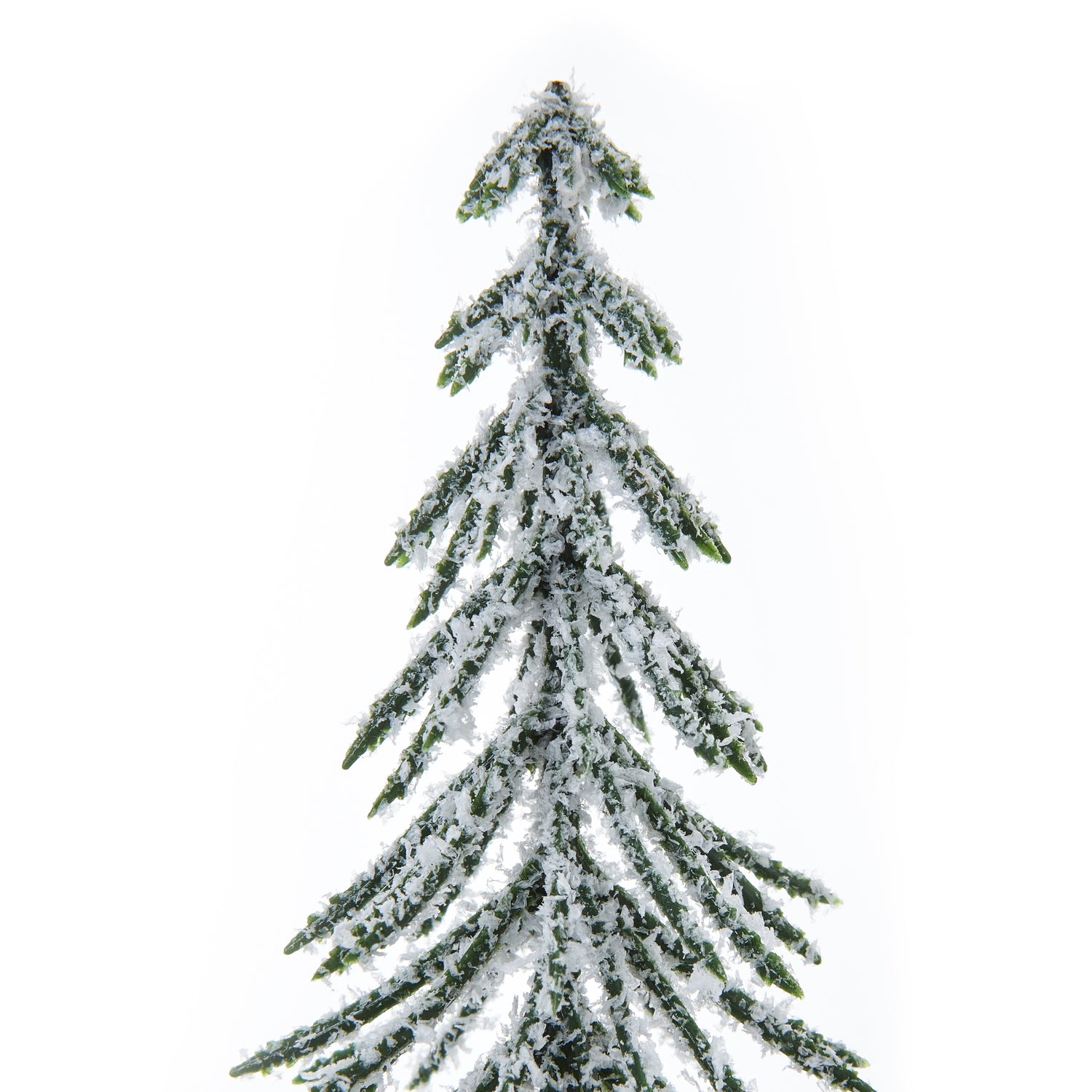 Snowy Spindle Tree (Medium)