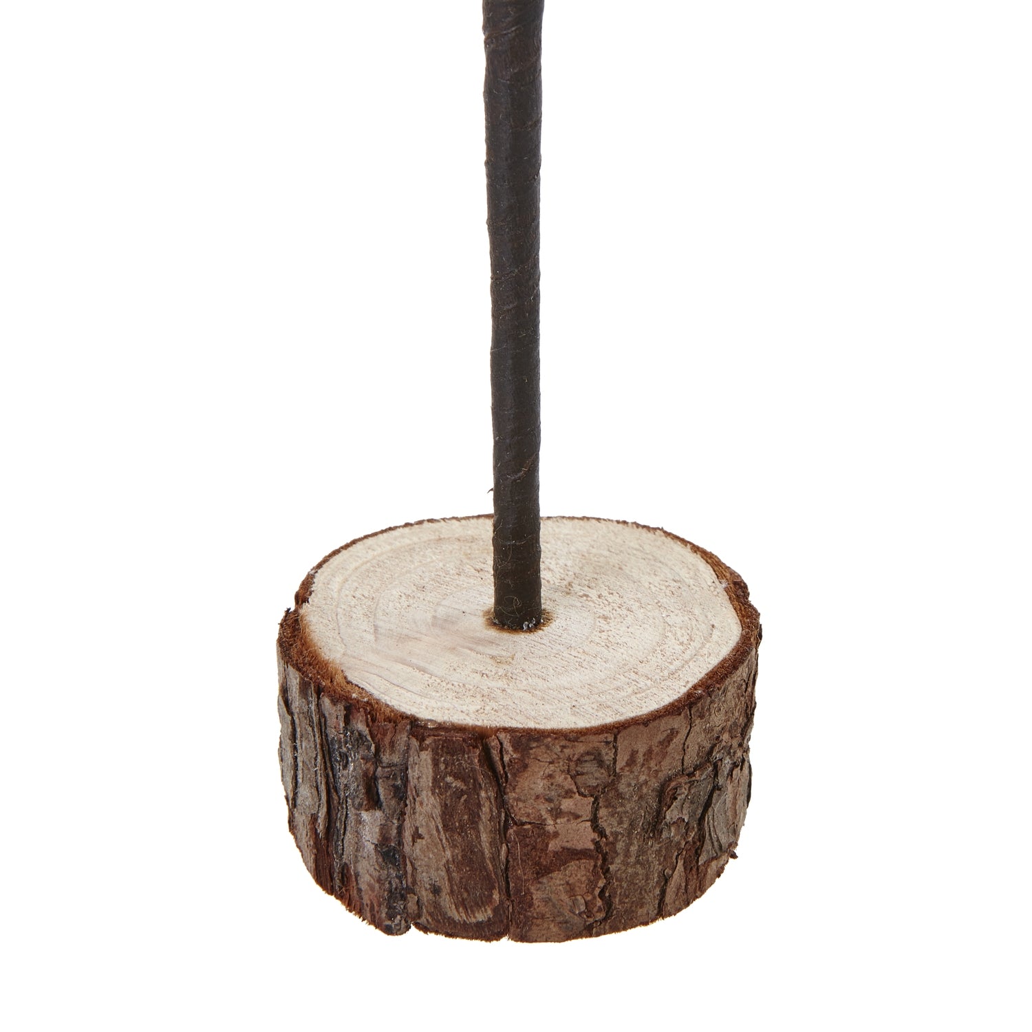 Snowy Spindle Tree (Medium)