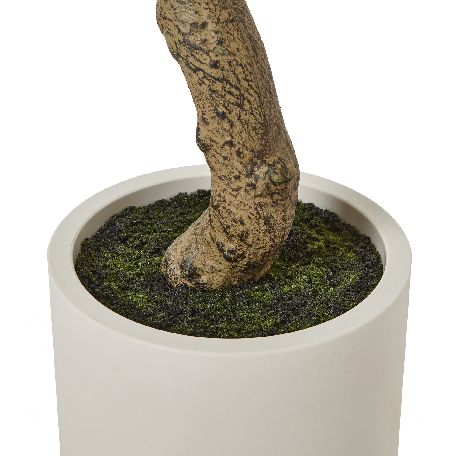 Apulia Olive Tree In White Pot 200cm