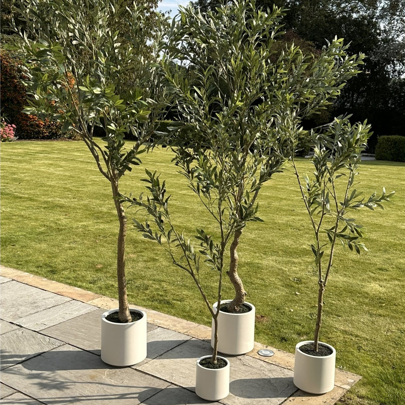 Apulia Olive Tree In White Pot 210cm